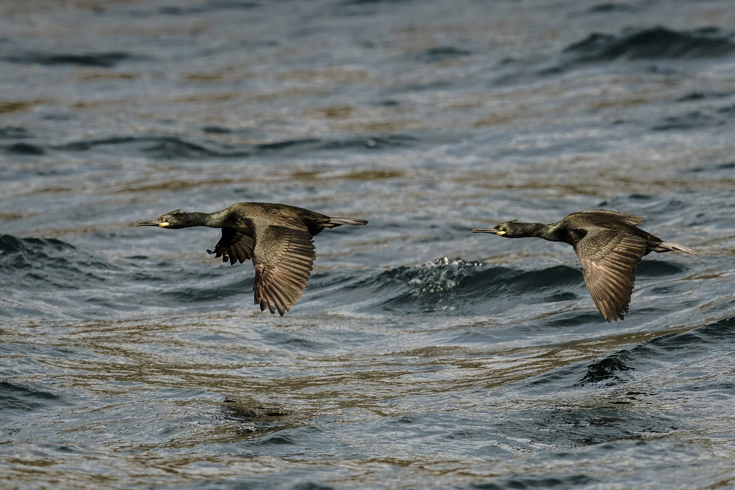 European Shag