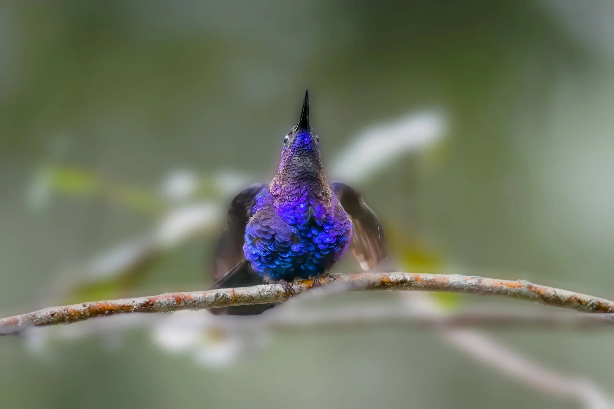 Violet Sabrewing Hummingbird