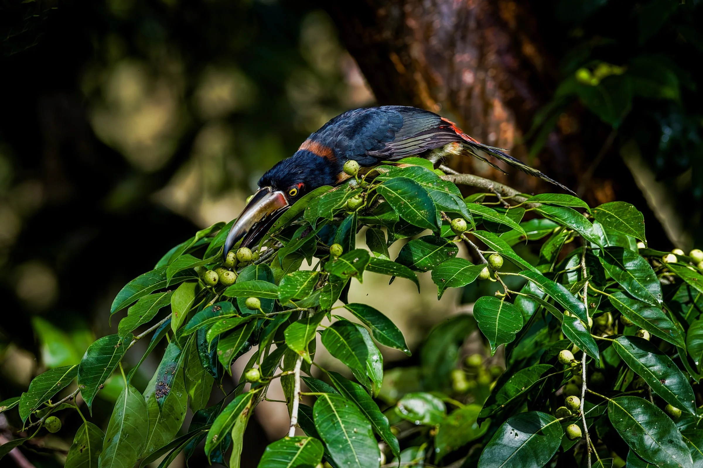 Collared Aracari Toucanet