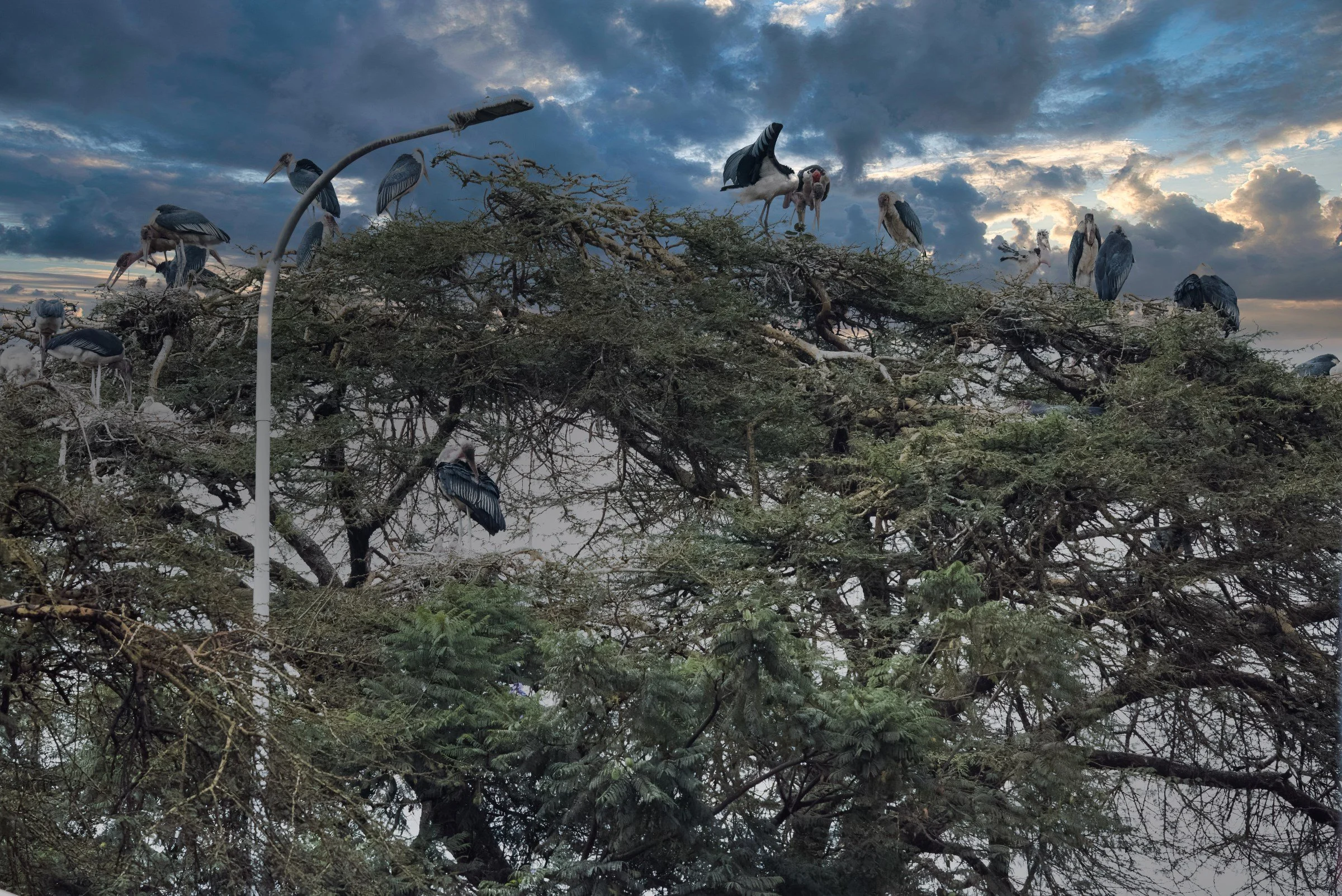 Nairobi Street Scene - Marabou Stork Colony