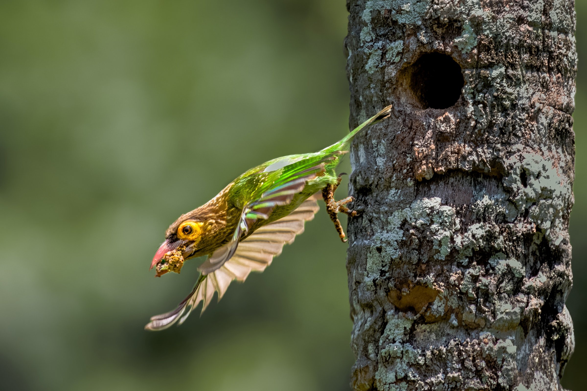 Brown-headed Barbet 