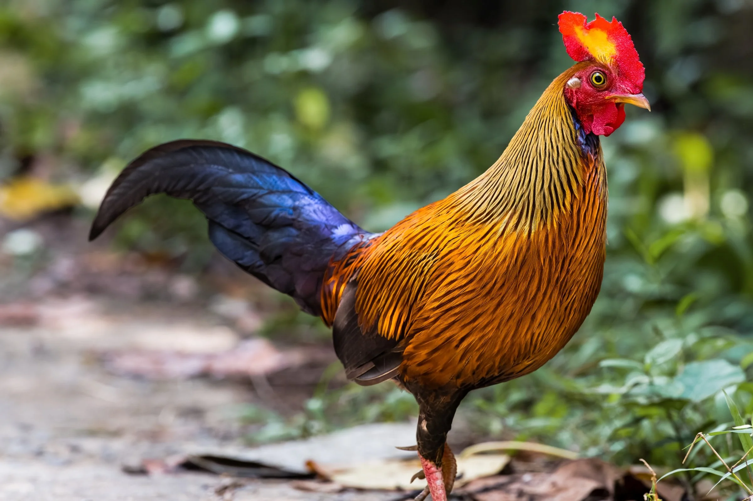 Sri Lanka Fauna 2018