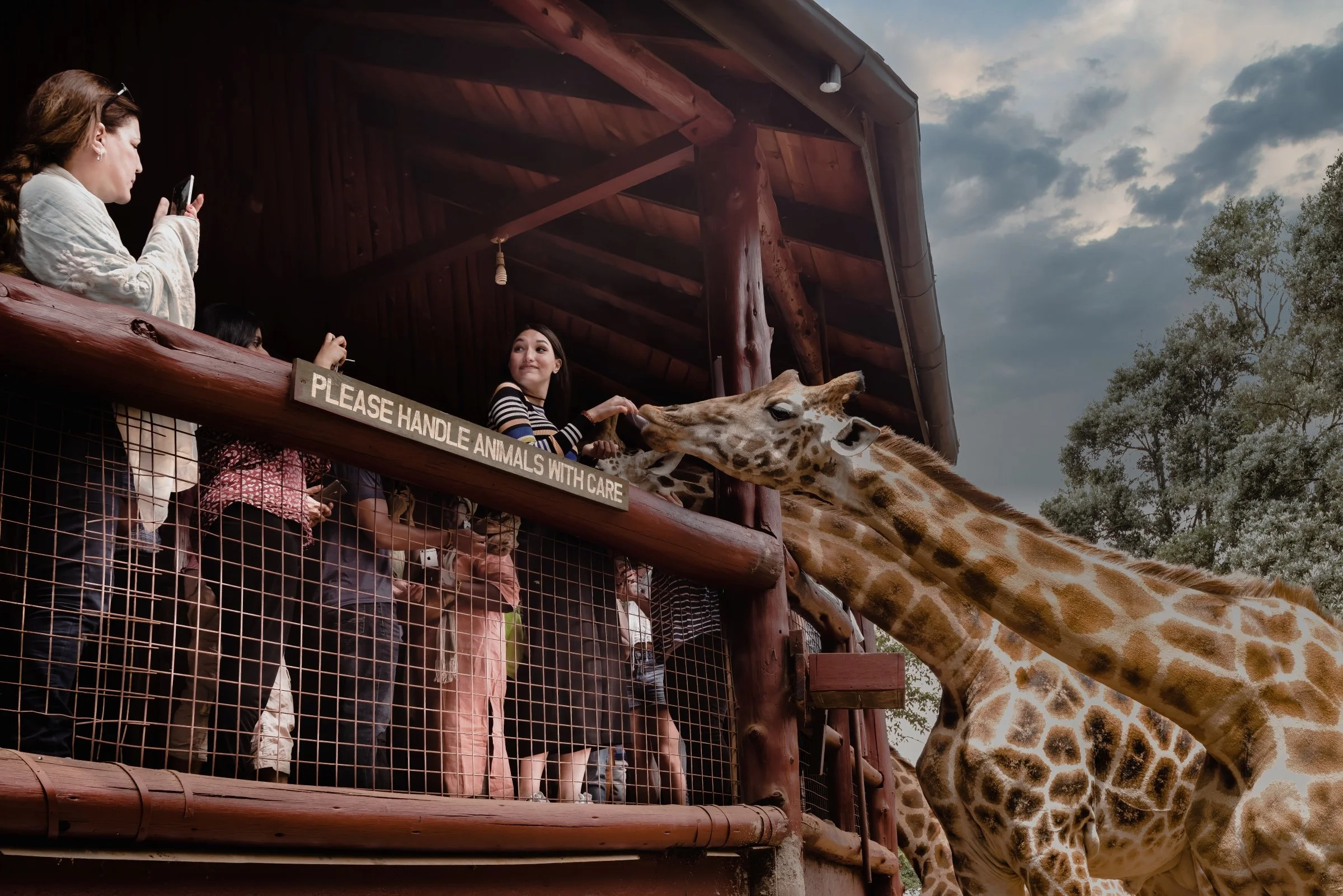 Giraffe Center - Rothschild's Giraffes
