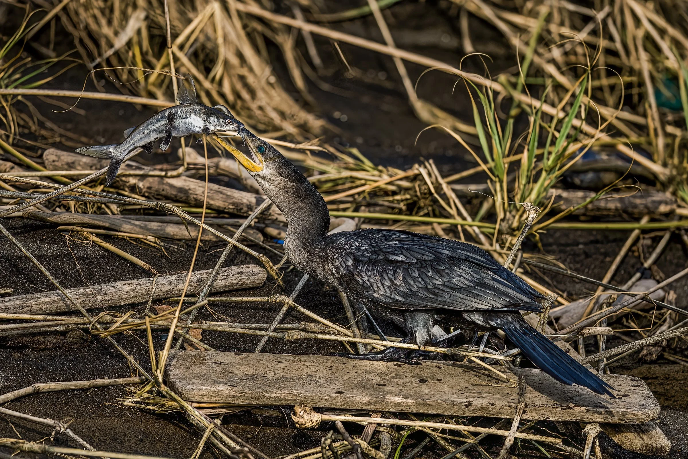 Neotropic Cormorant eating a Catfish