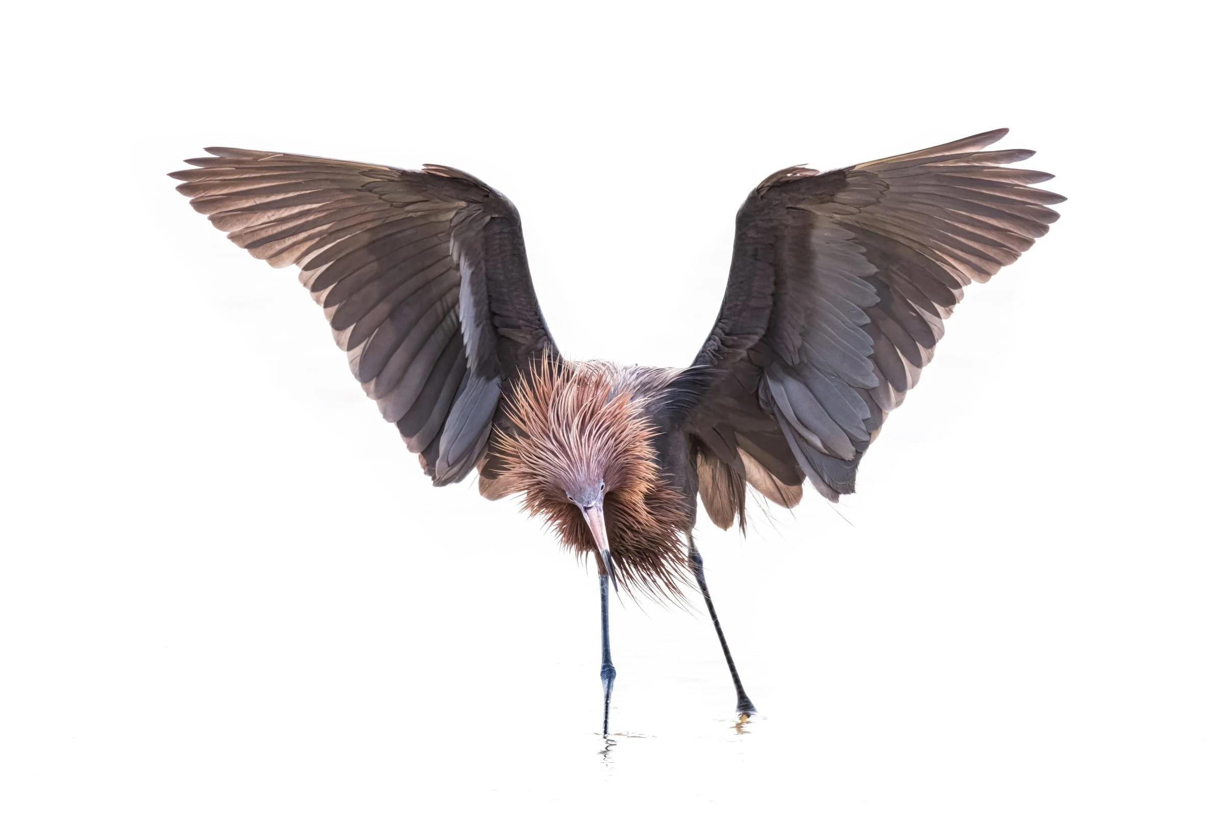 Reddish Egret, 2020