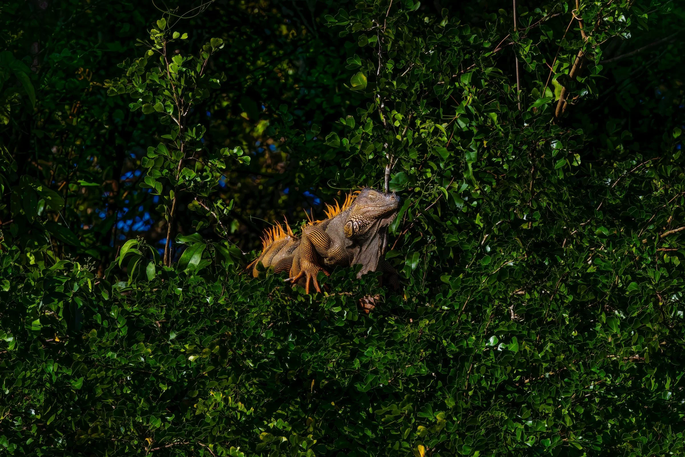Green Iguana