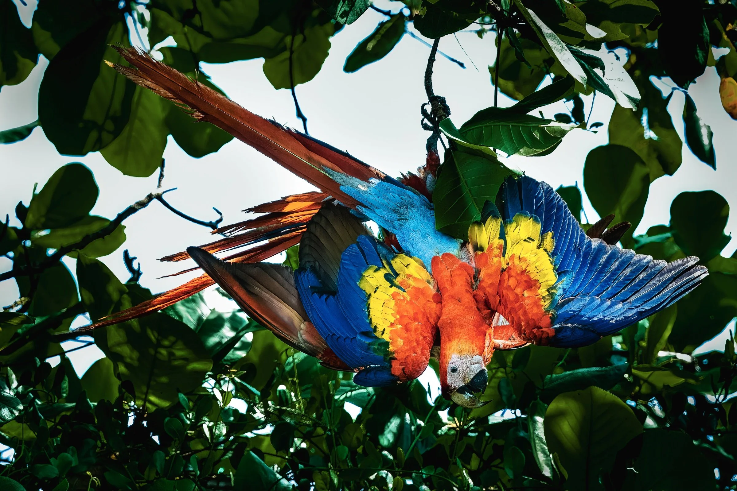 Scarlet Macaw