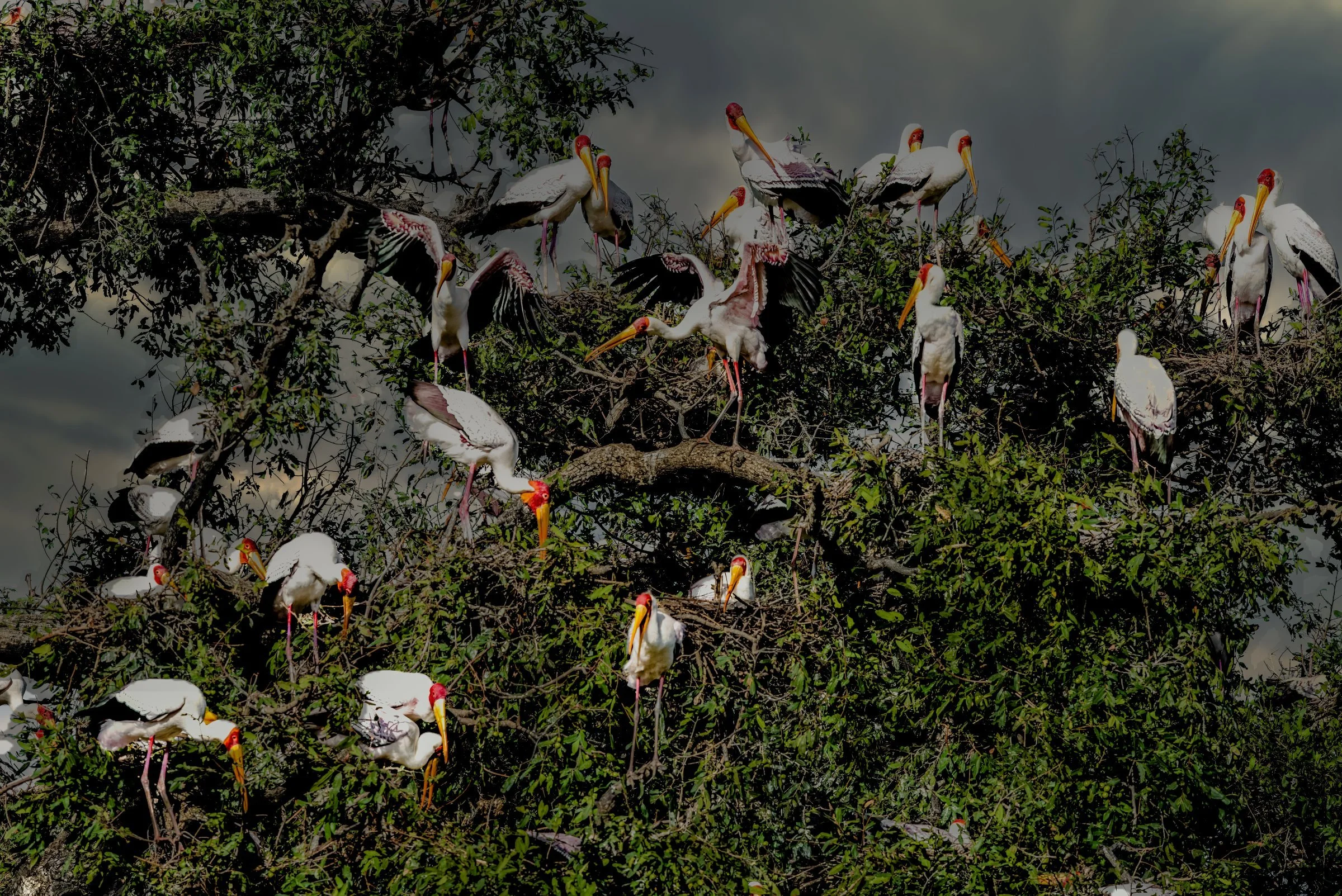 _8109008-DeNoiseAI-raw-Edit-Edit.jpg