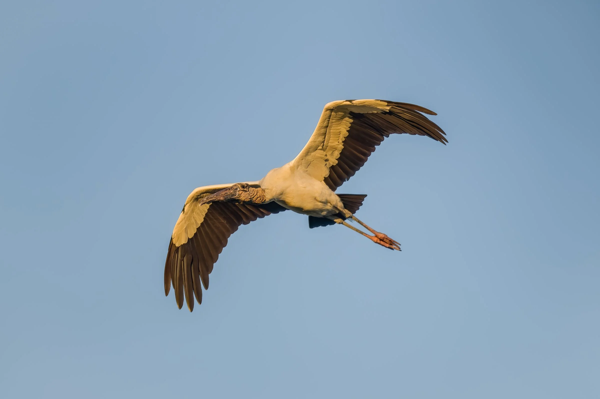 Wood Stork, October 2021