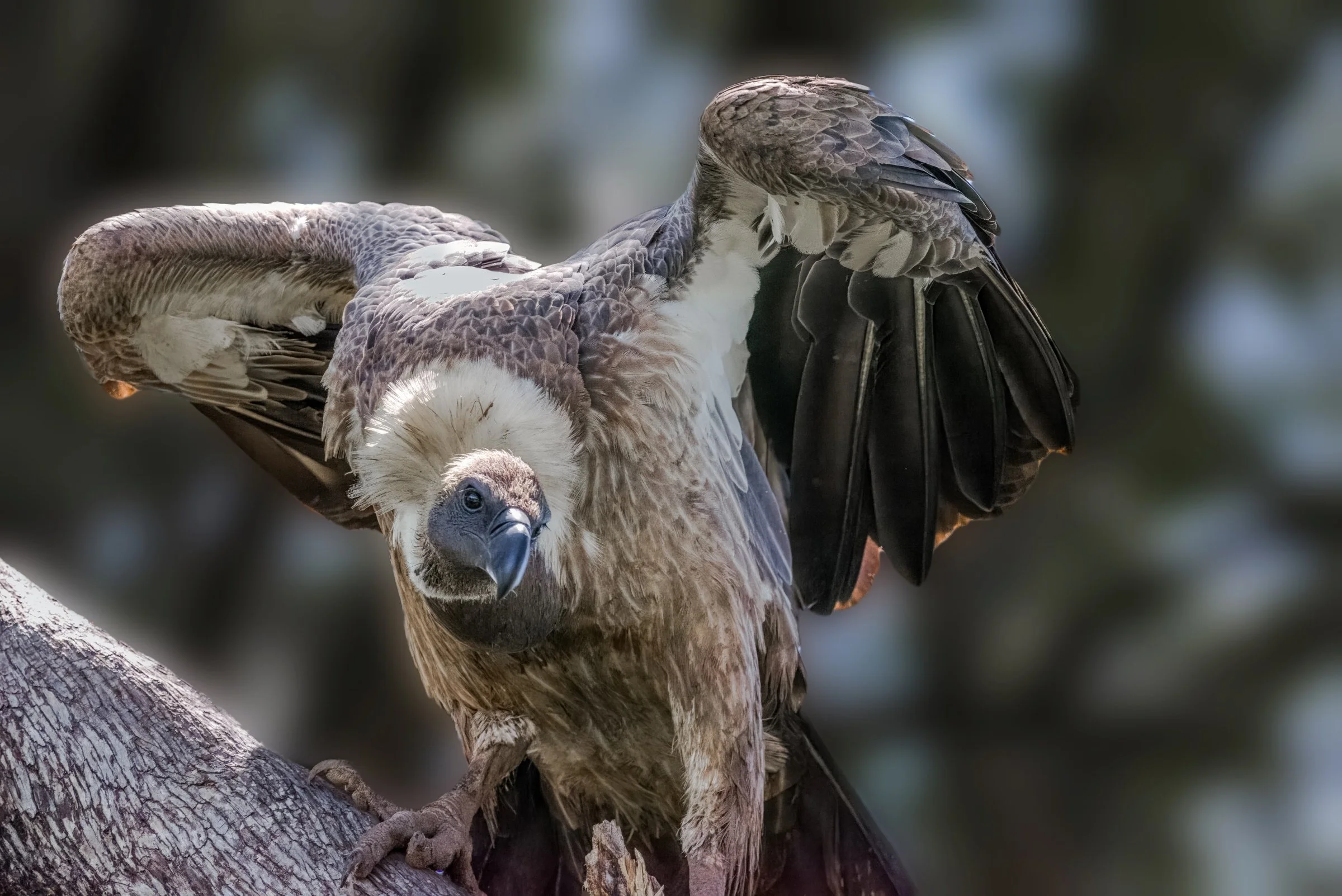 White-Backed Vulture