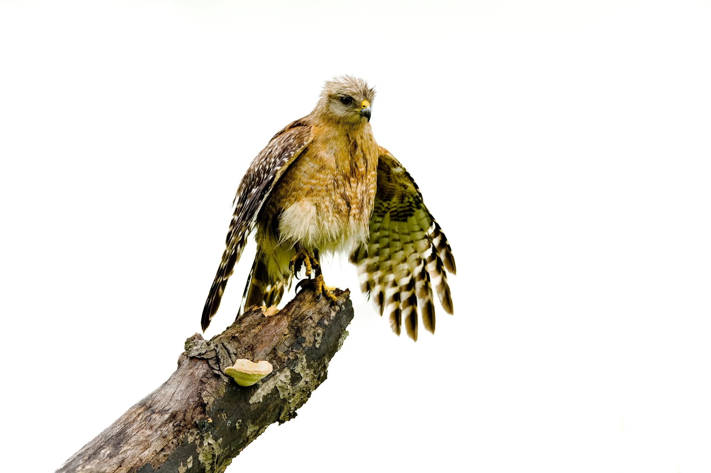 Red-shouldered Hawk, June 2021