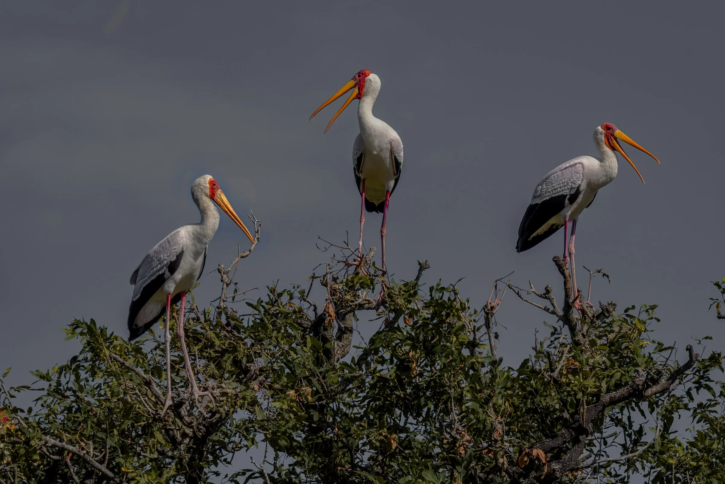 _8108676-DeNoiseAI-raw-Edit-Edit-Edit.jpg