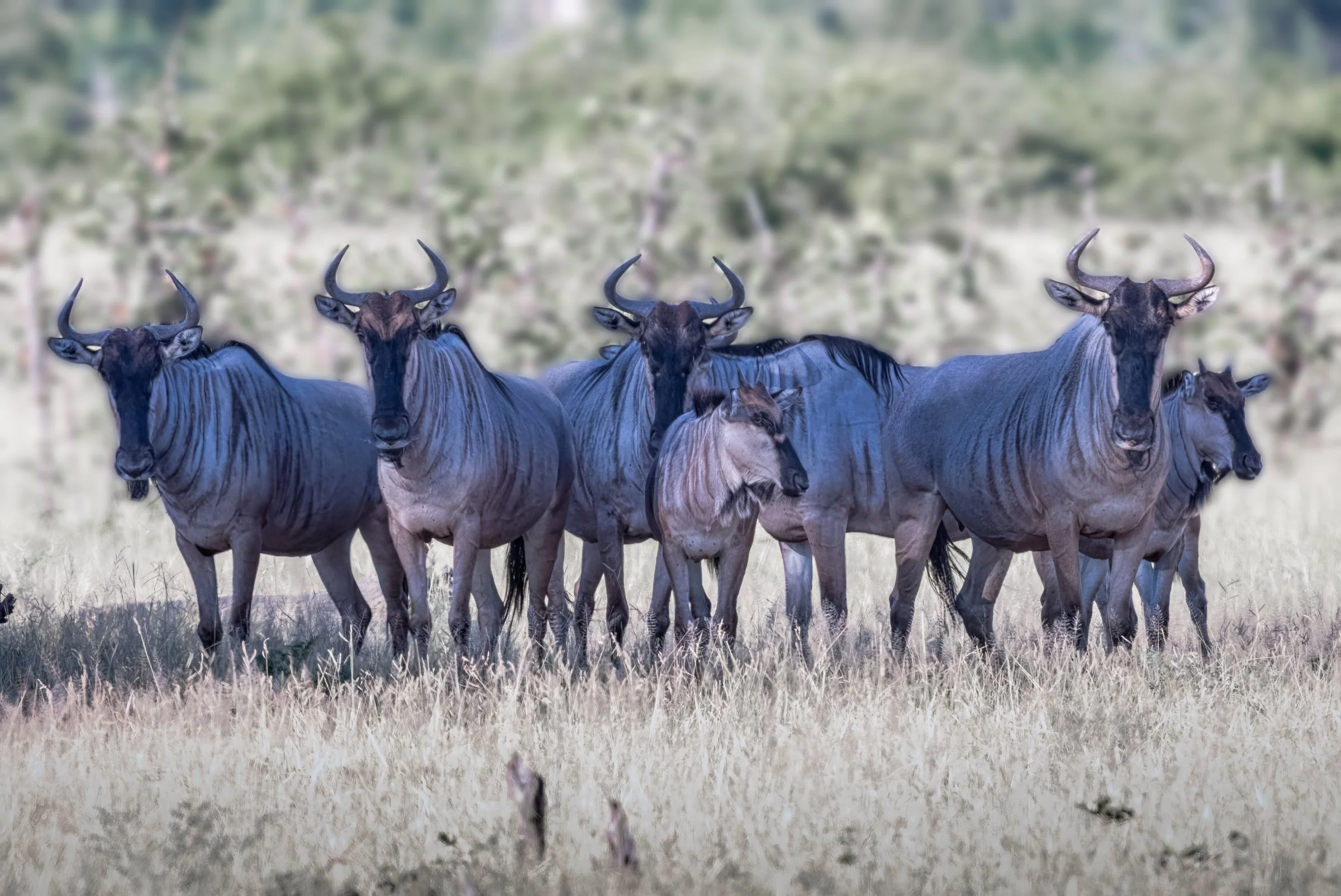 Wildebeest