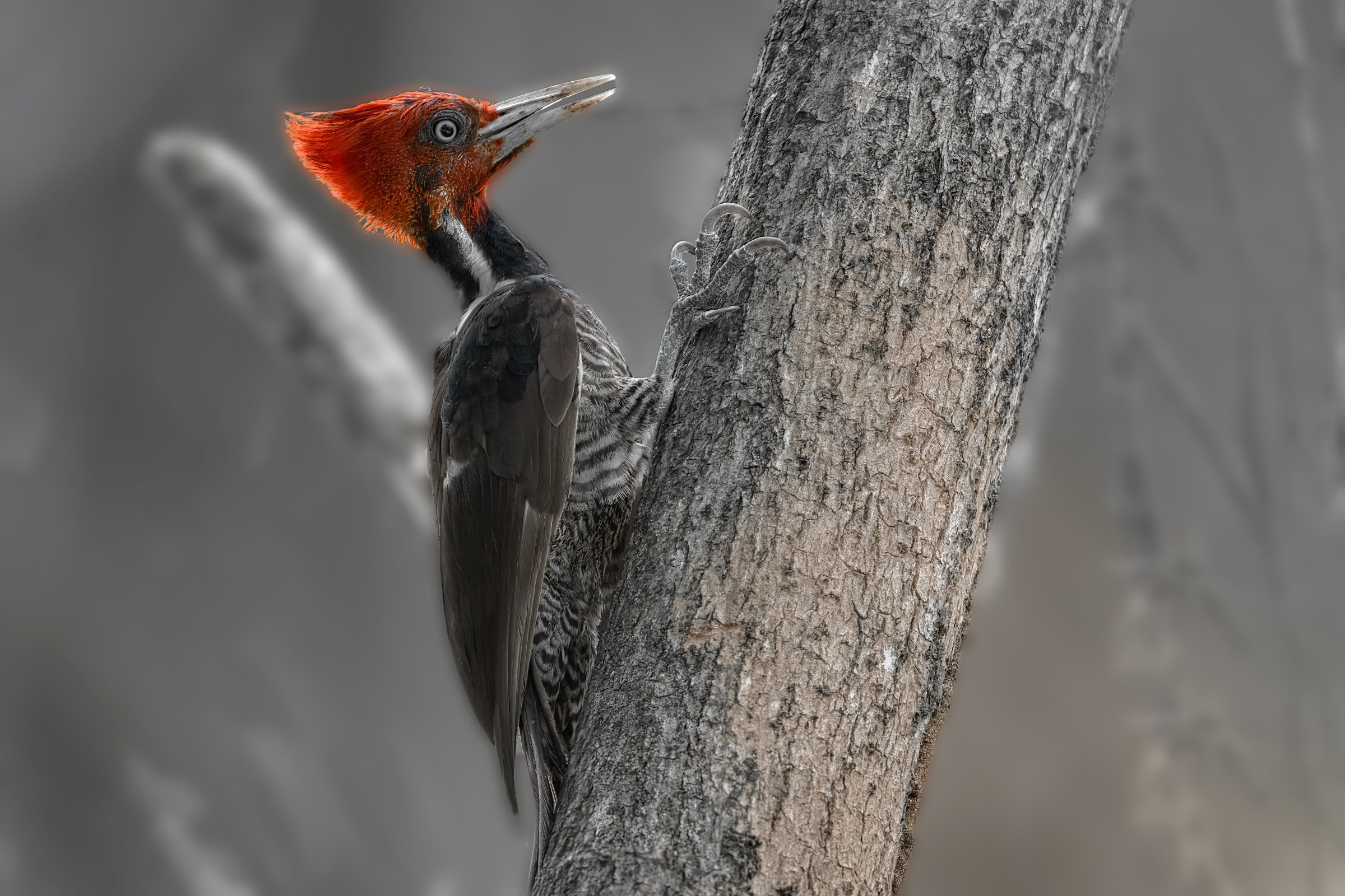 Pale-billed Woodpecker