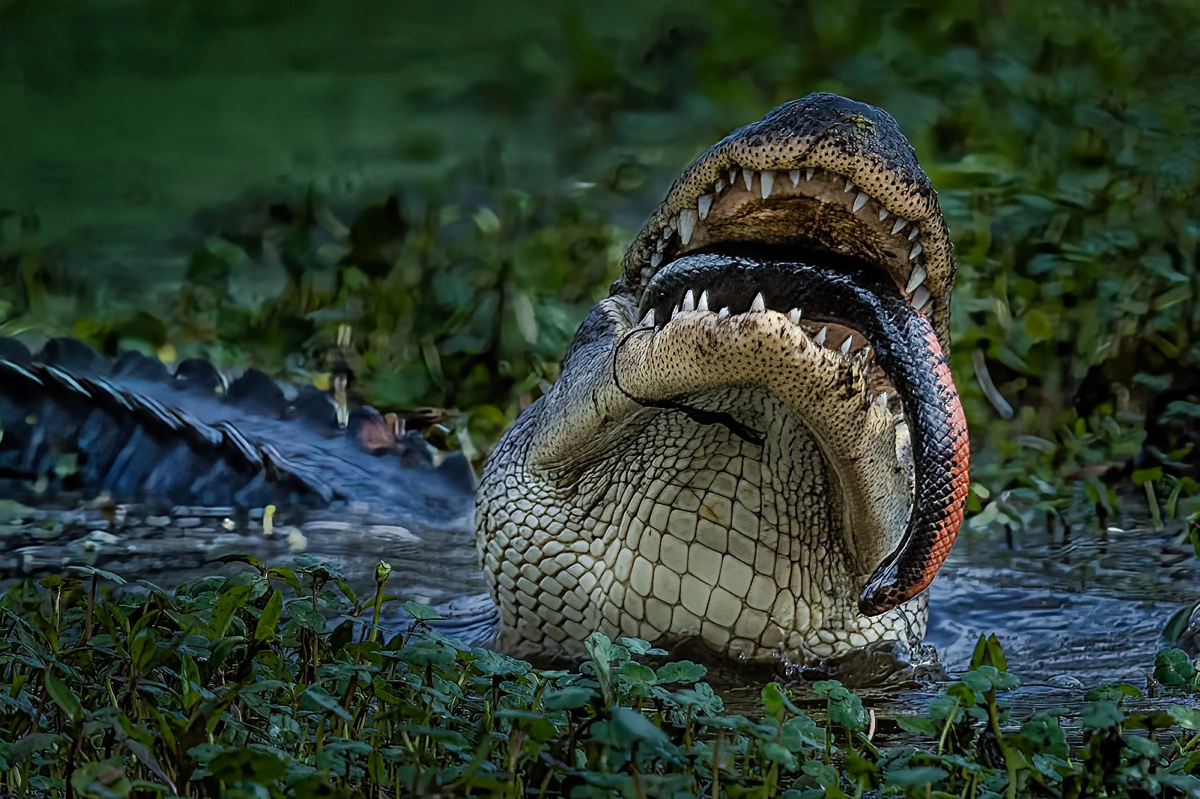 American Alligator eating a Mud Snake, March 2022