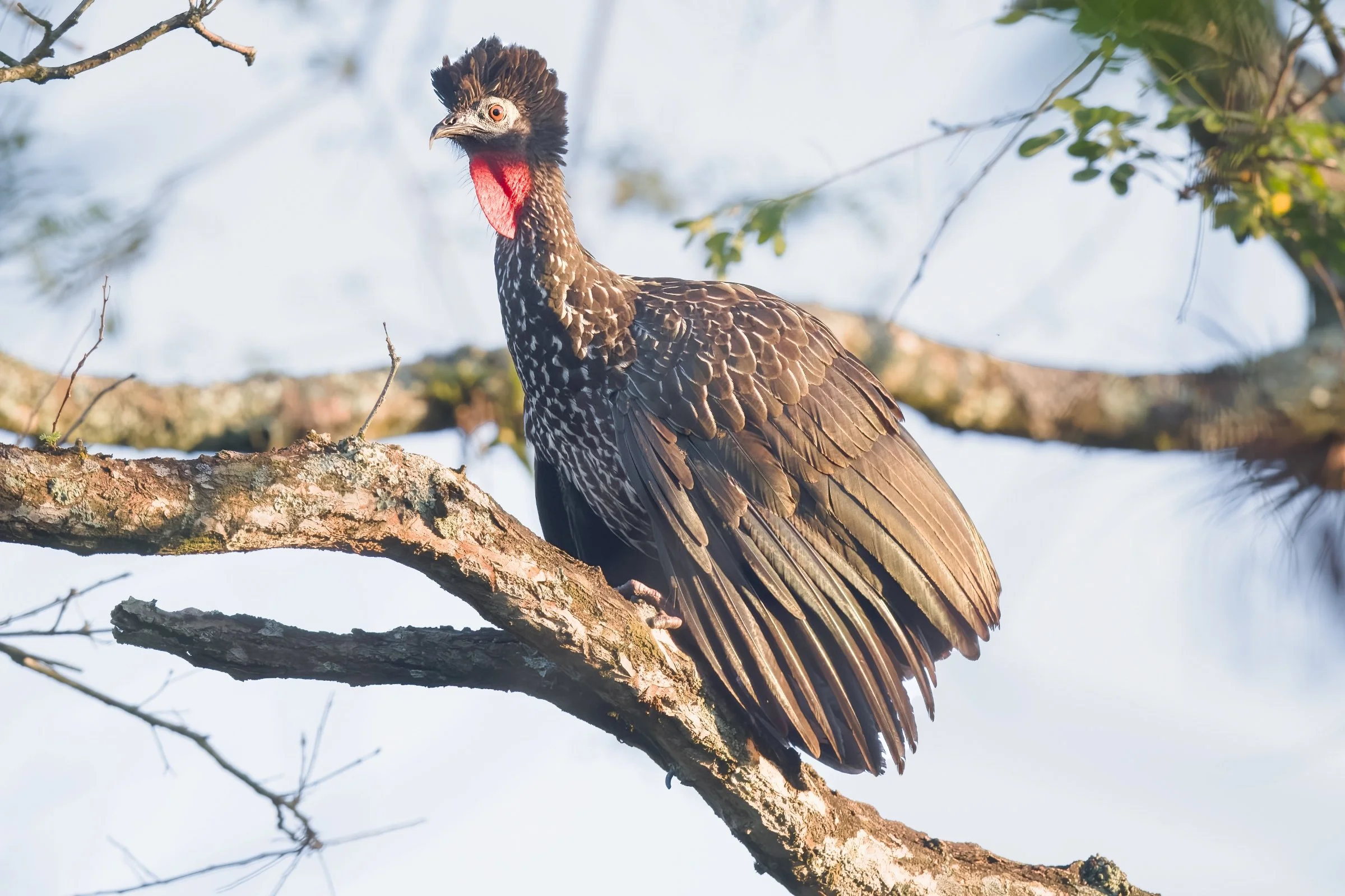 Crested Guan