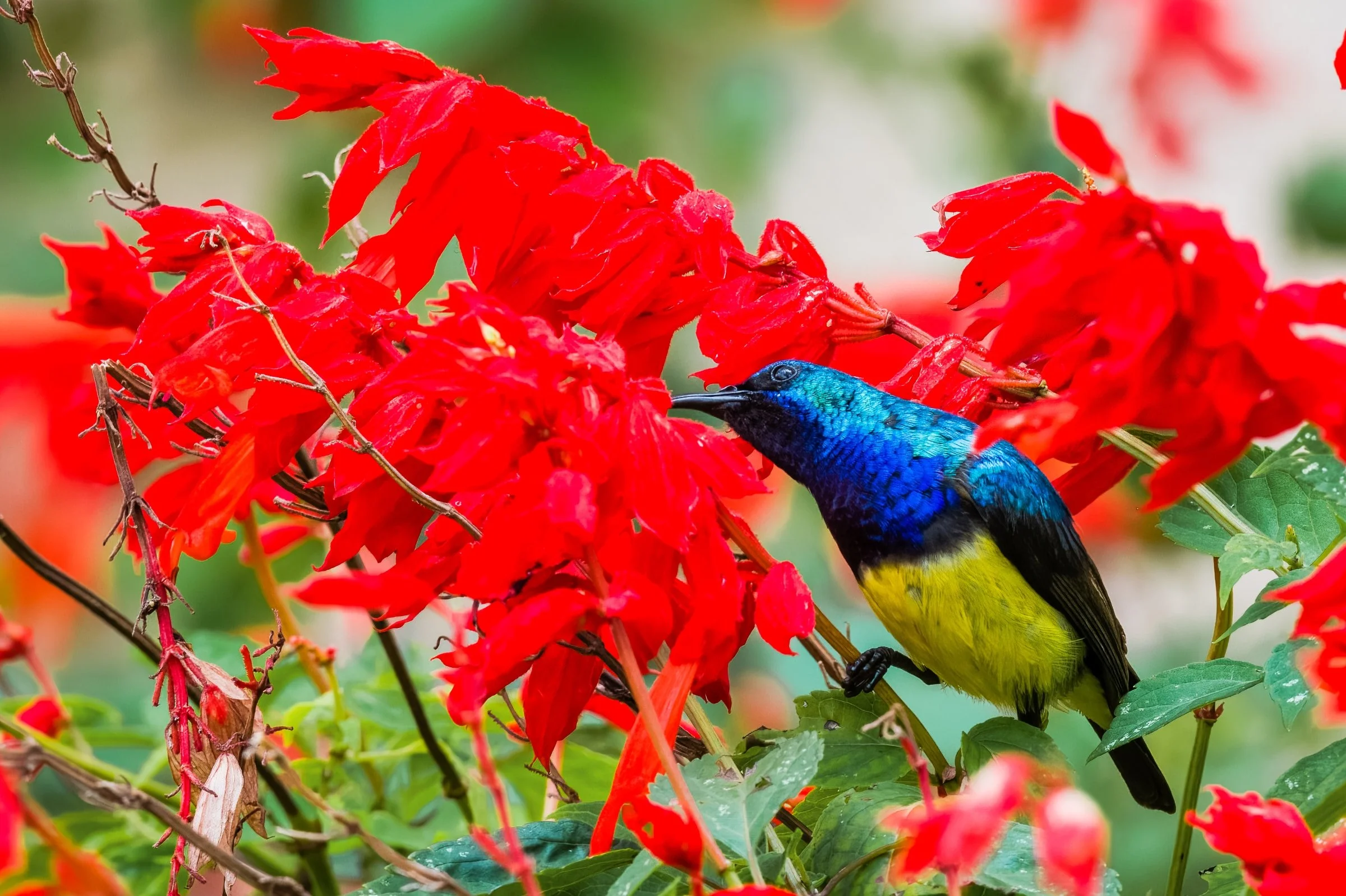Variable Sunbird
