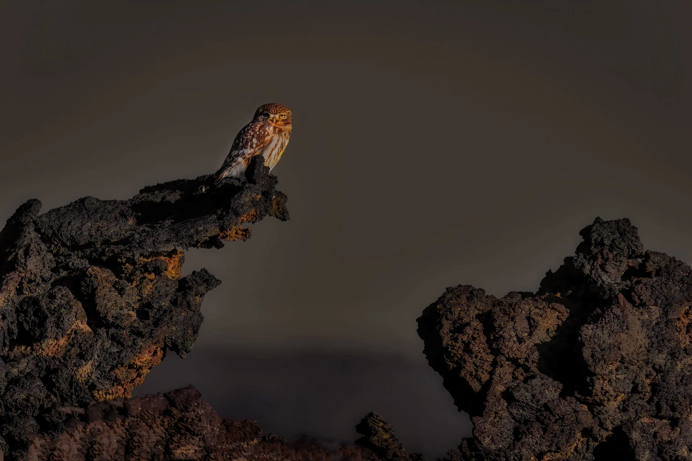 Little Owl at Harrar Khaybar Volcanic Fields