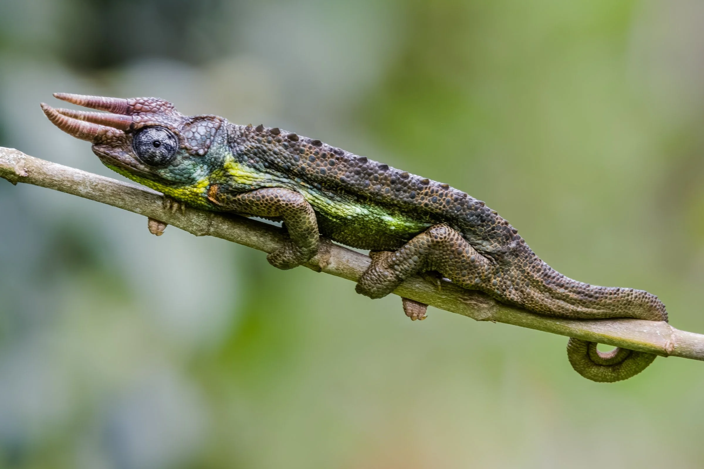 Jackson's Three-horned Chameleon