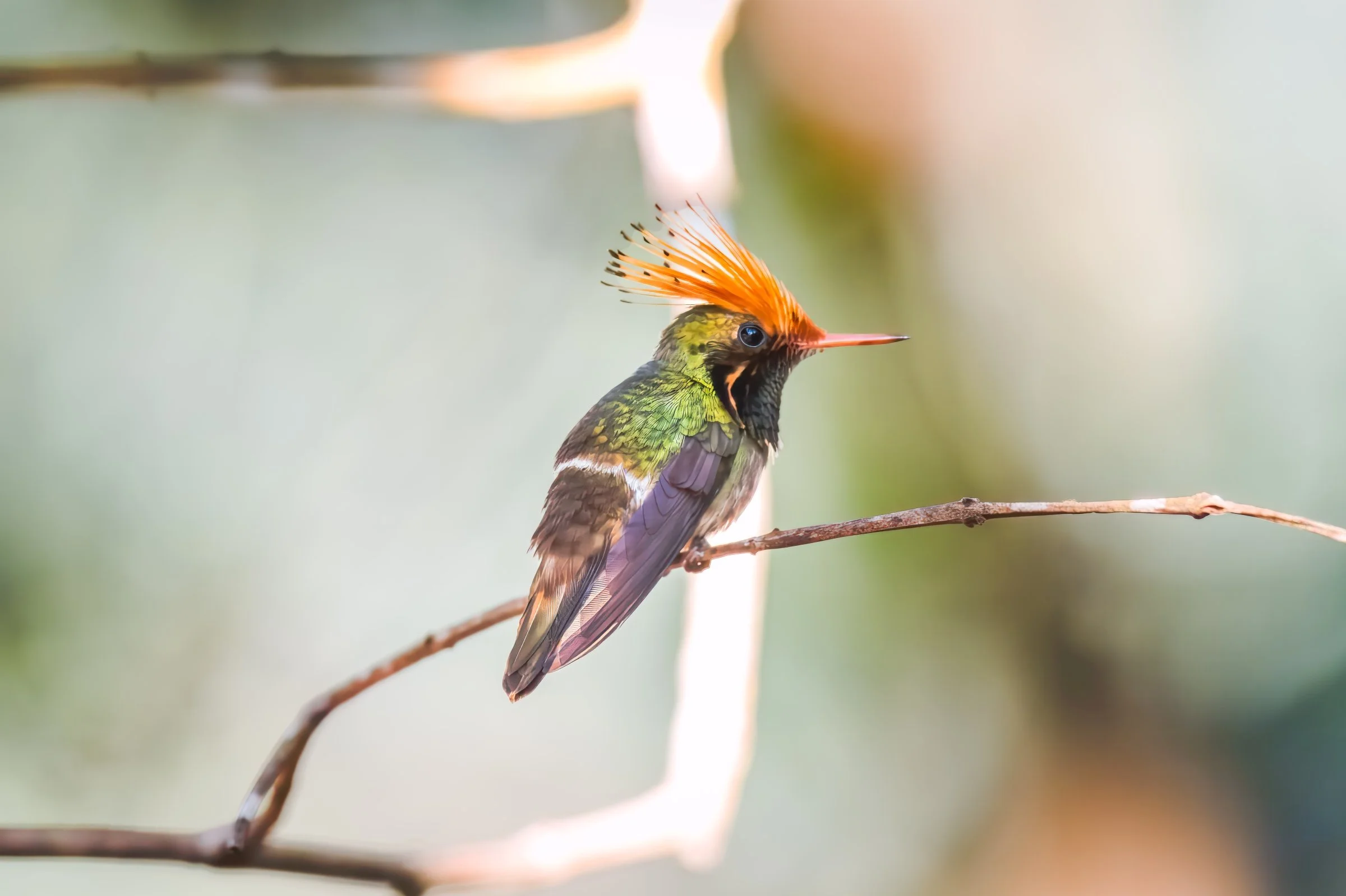 Rufous-crested Coquette Hummingbird