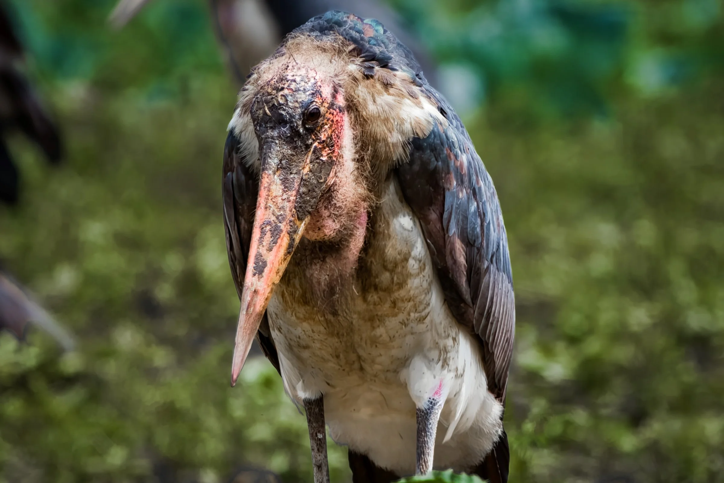 Marabou Stork