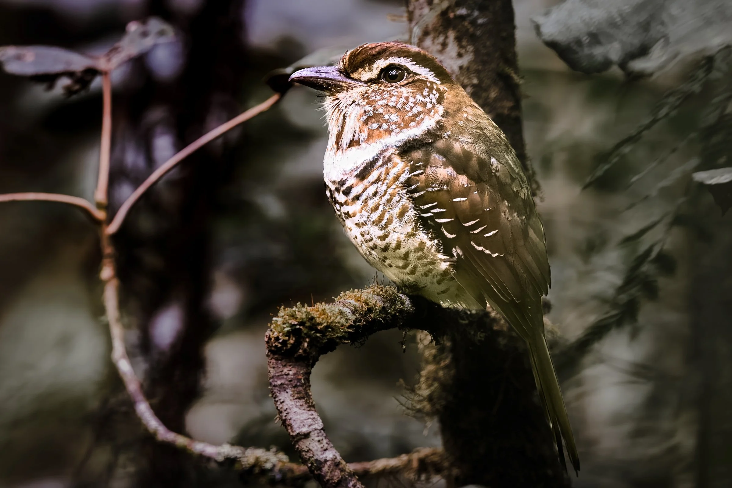 Short-legged Ground-Roller