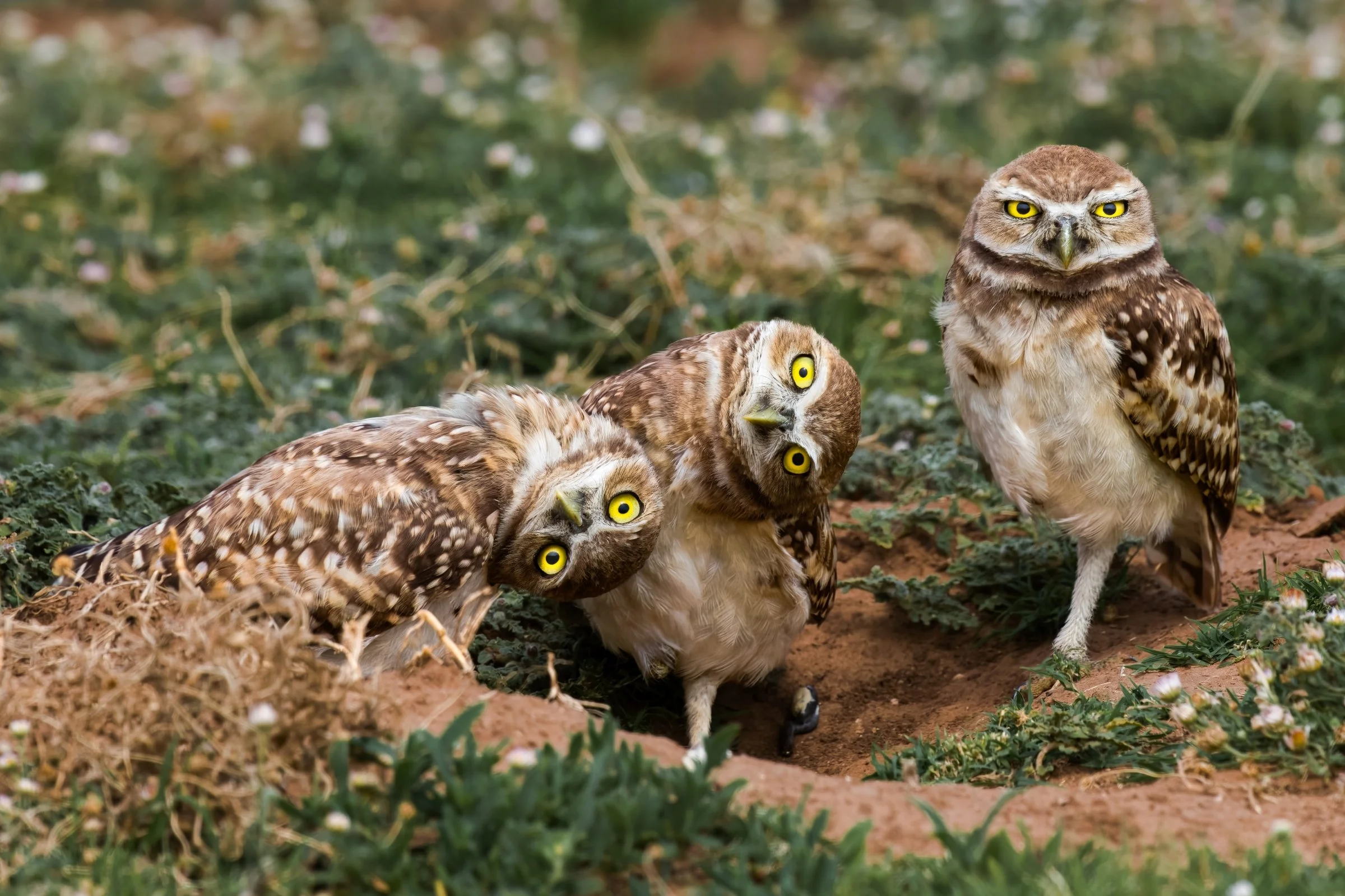 Burrowing Owls 2019