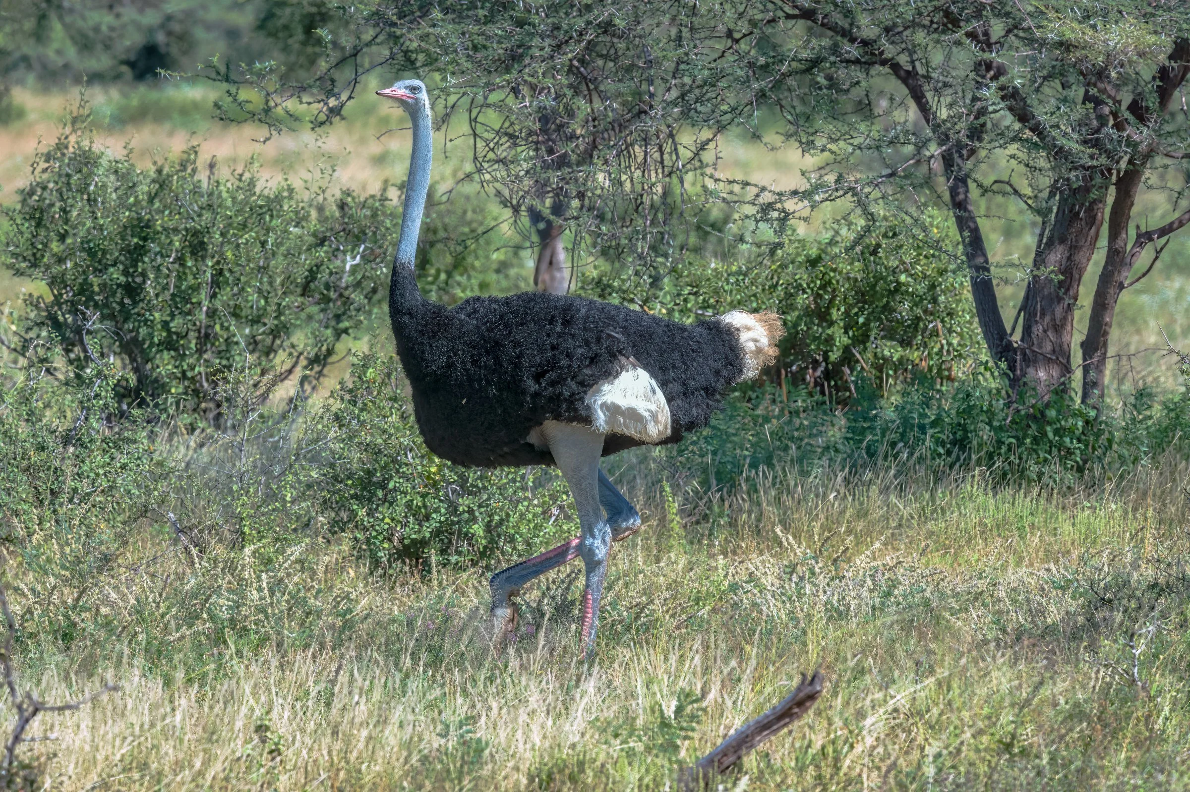 Somali Ostrich