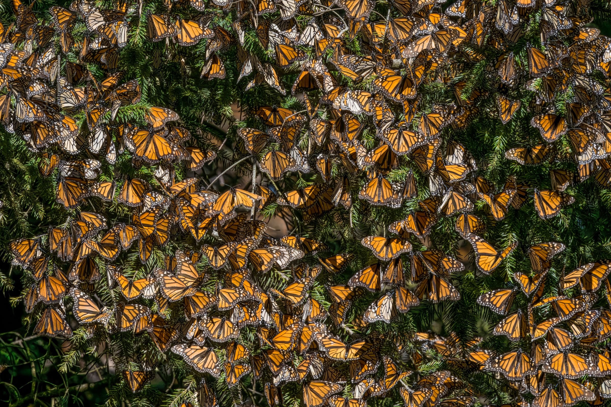 Clustering of Monarchs Butterflies on Trees