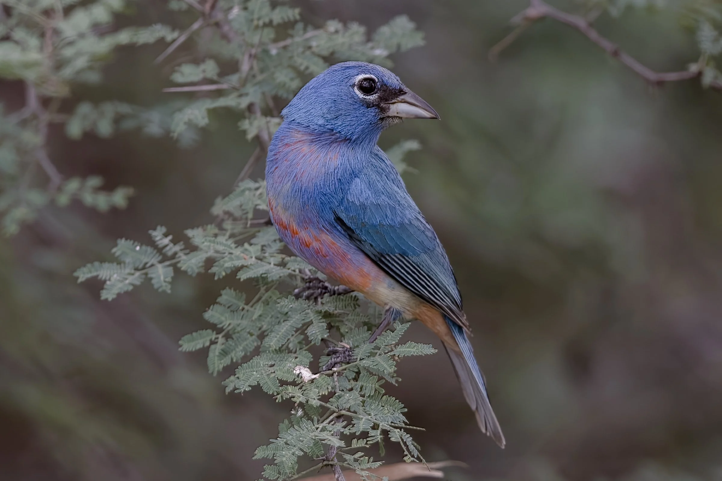 Rose-bellied Bunting