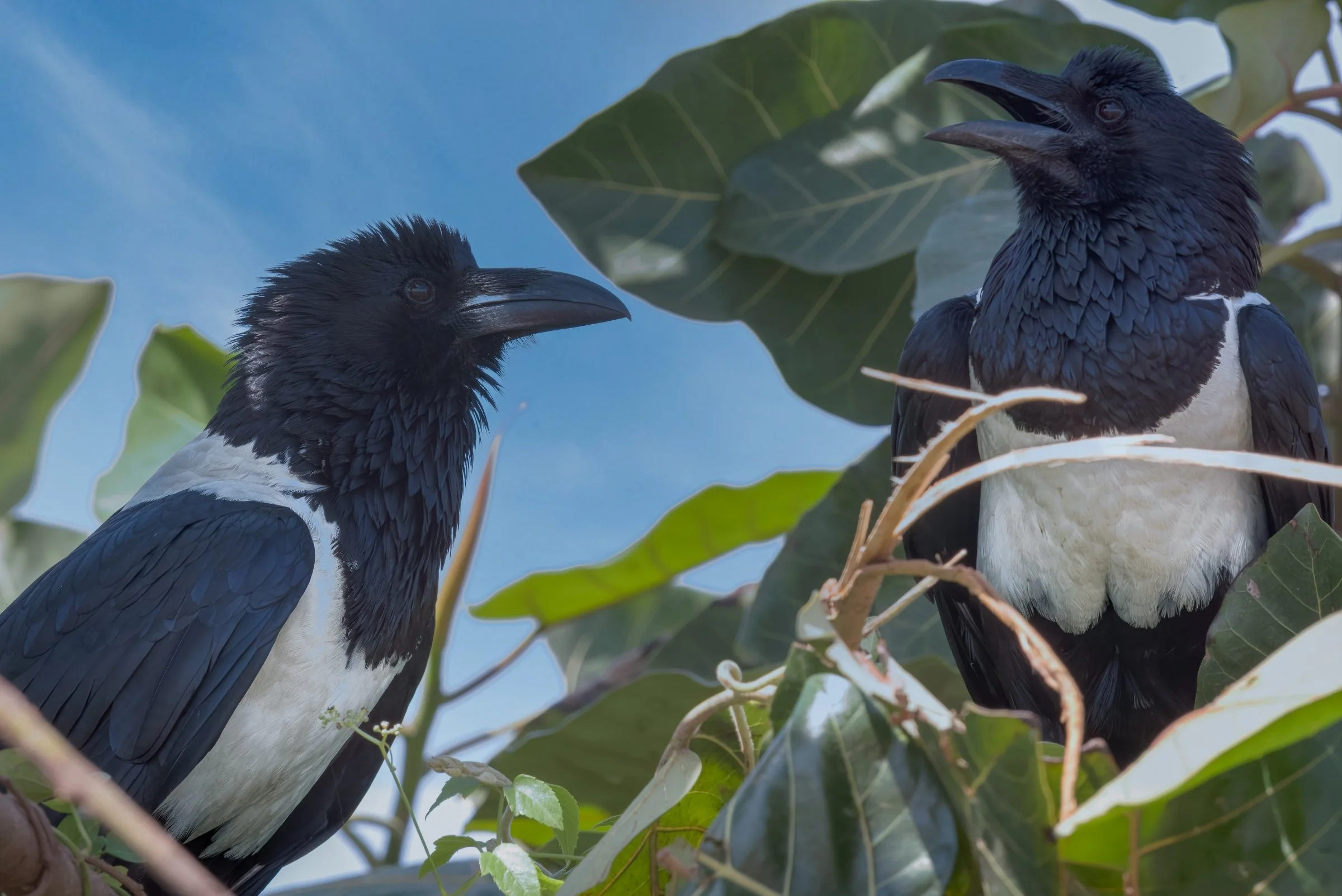 Pied Crows