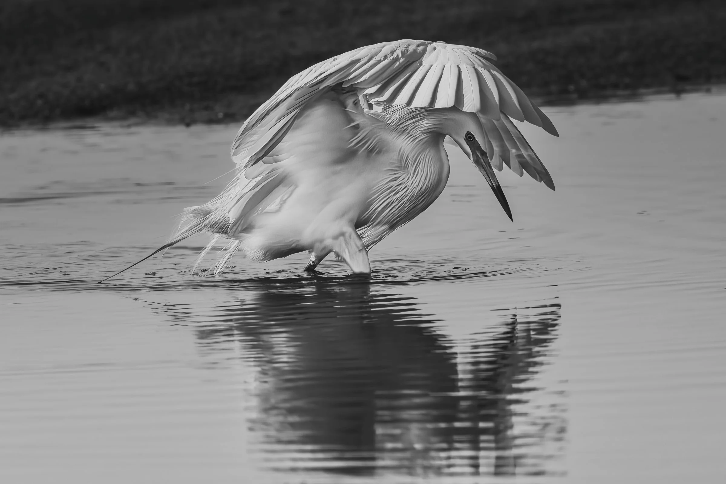 _8506589-DeNoiseAI-raw-Edit.jpg