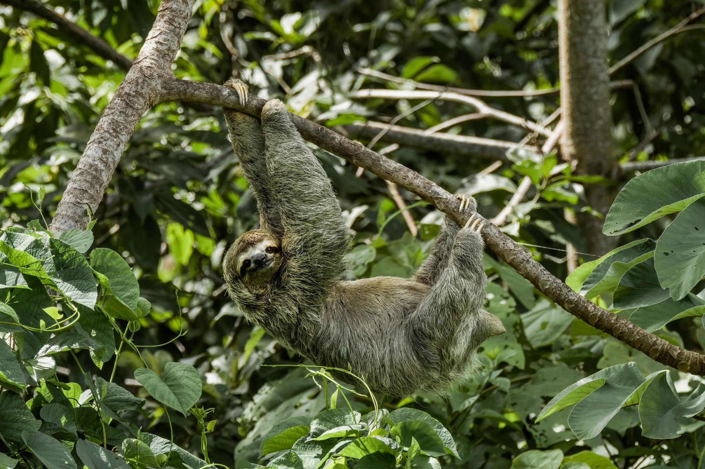 Brown-throated Three-toed Sloth