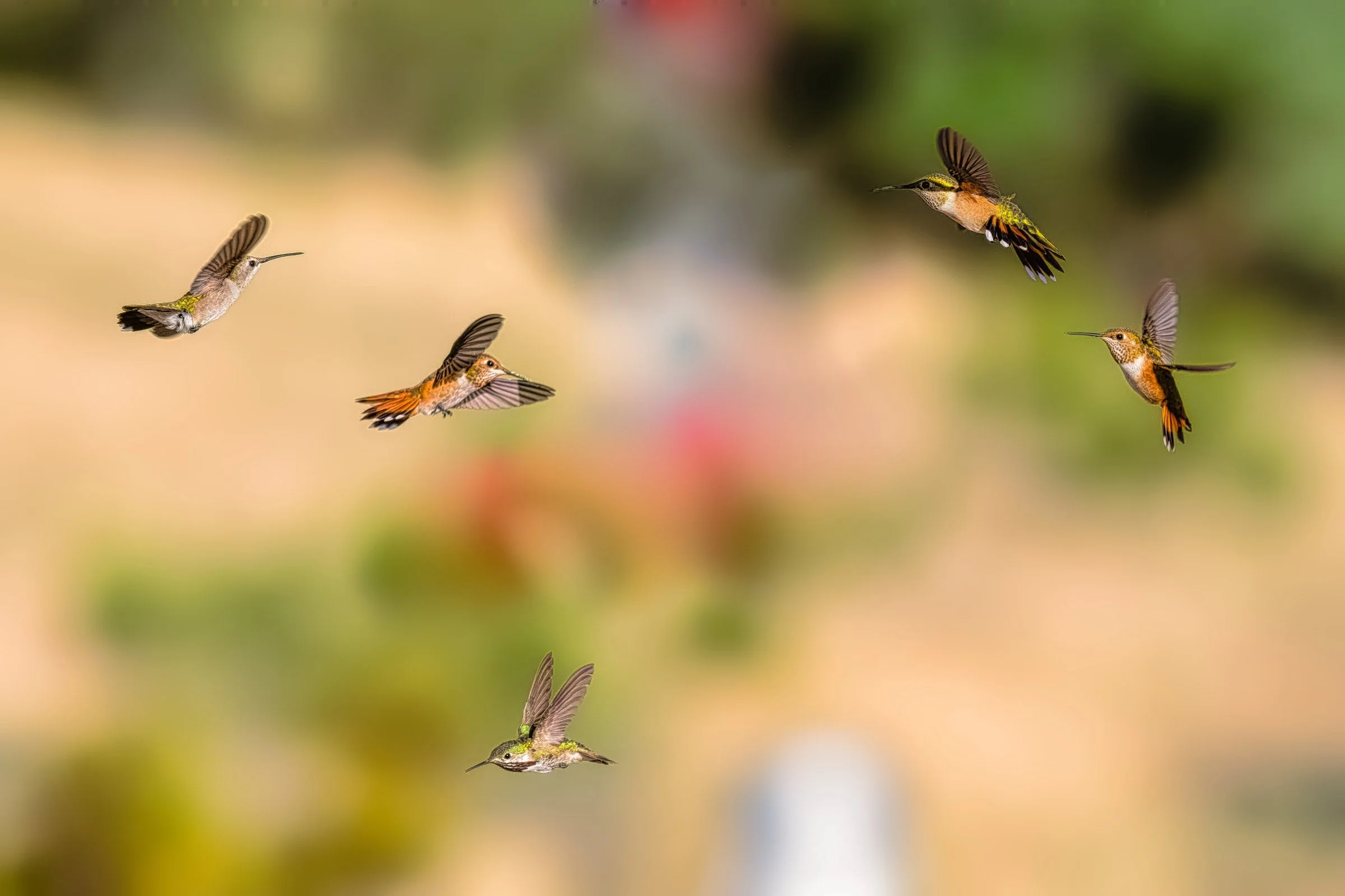 Rufous and Calliope Hummingbirds