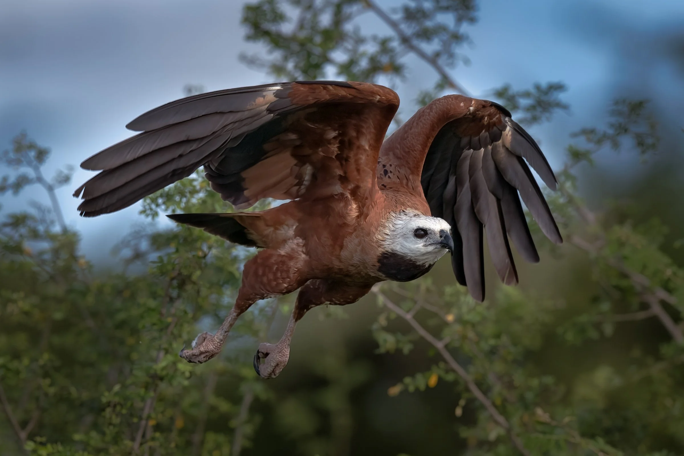 Black-collared Hawk