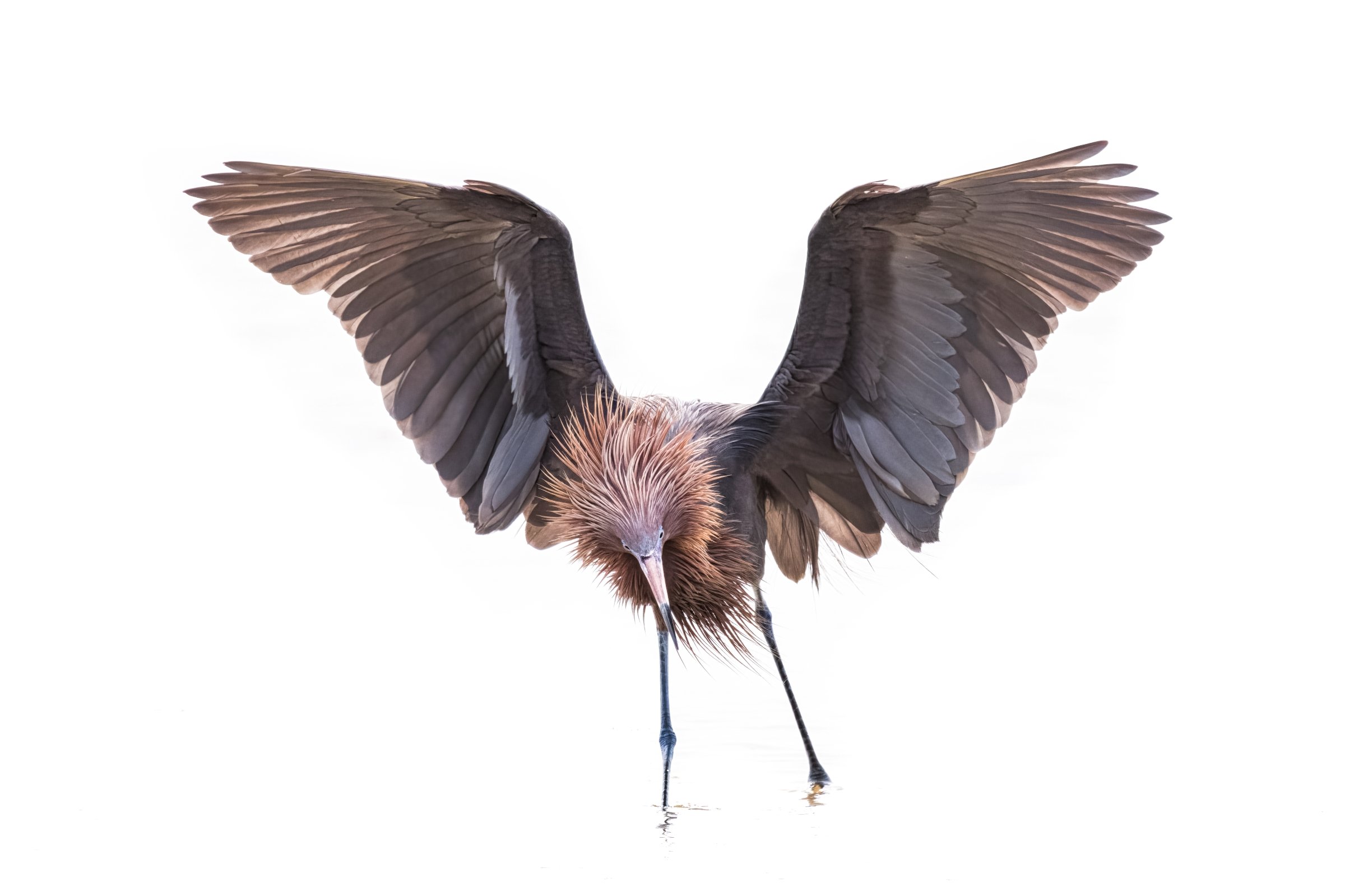 _8501333-DeNoiseAI-raw-Edit.jpg