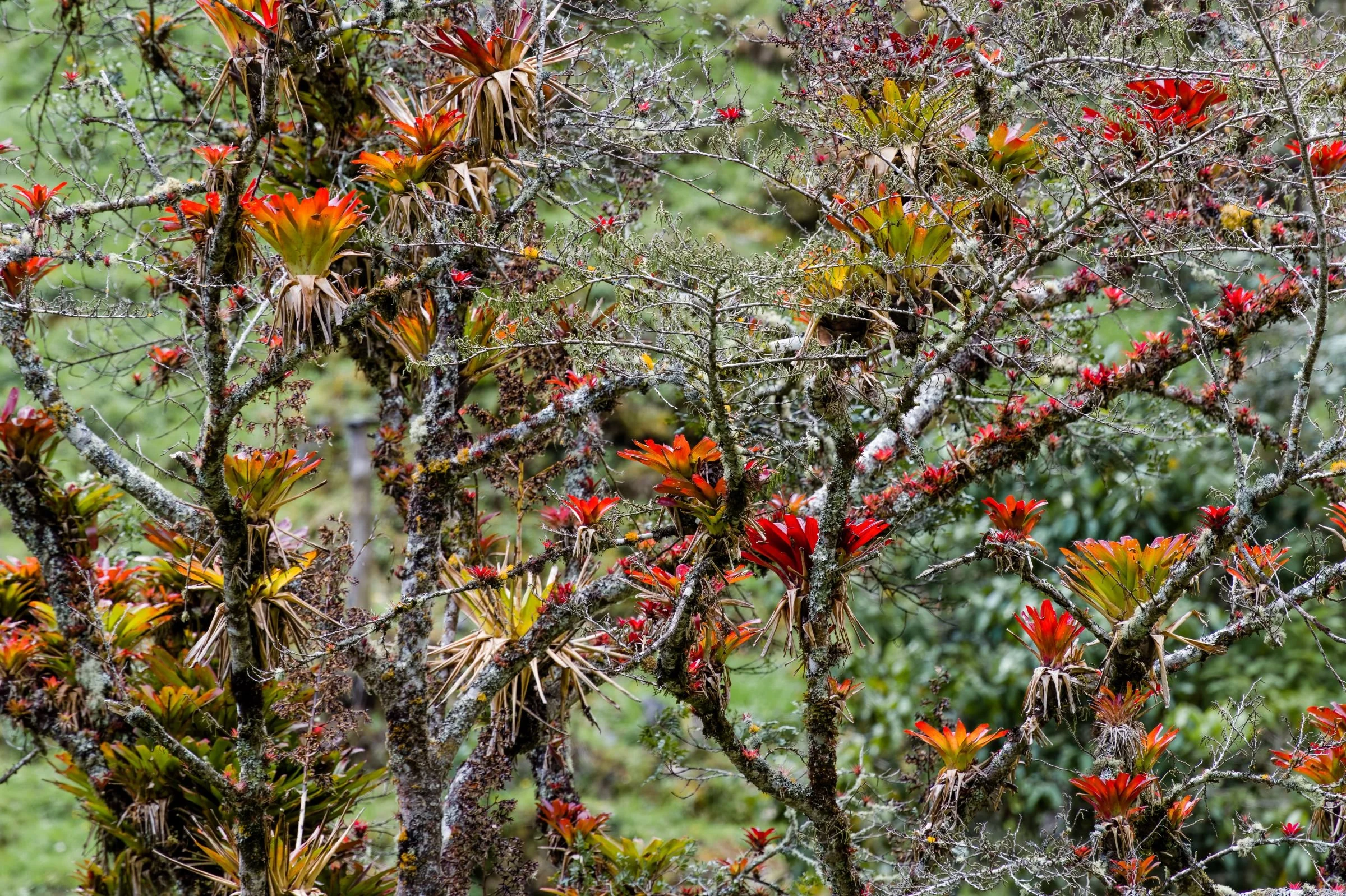 Bromeliads