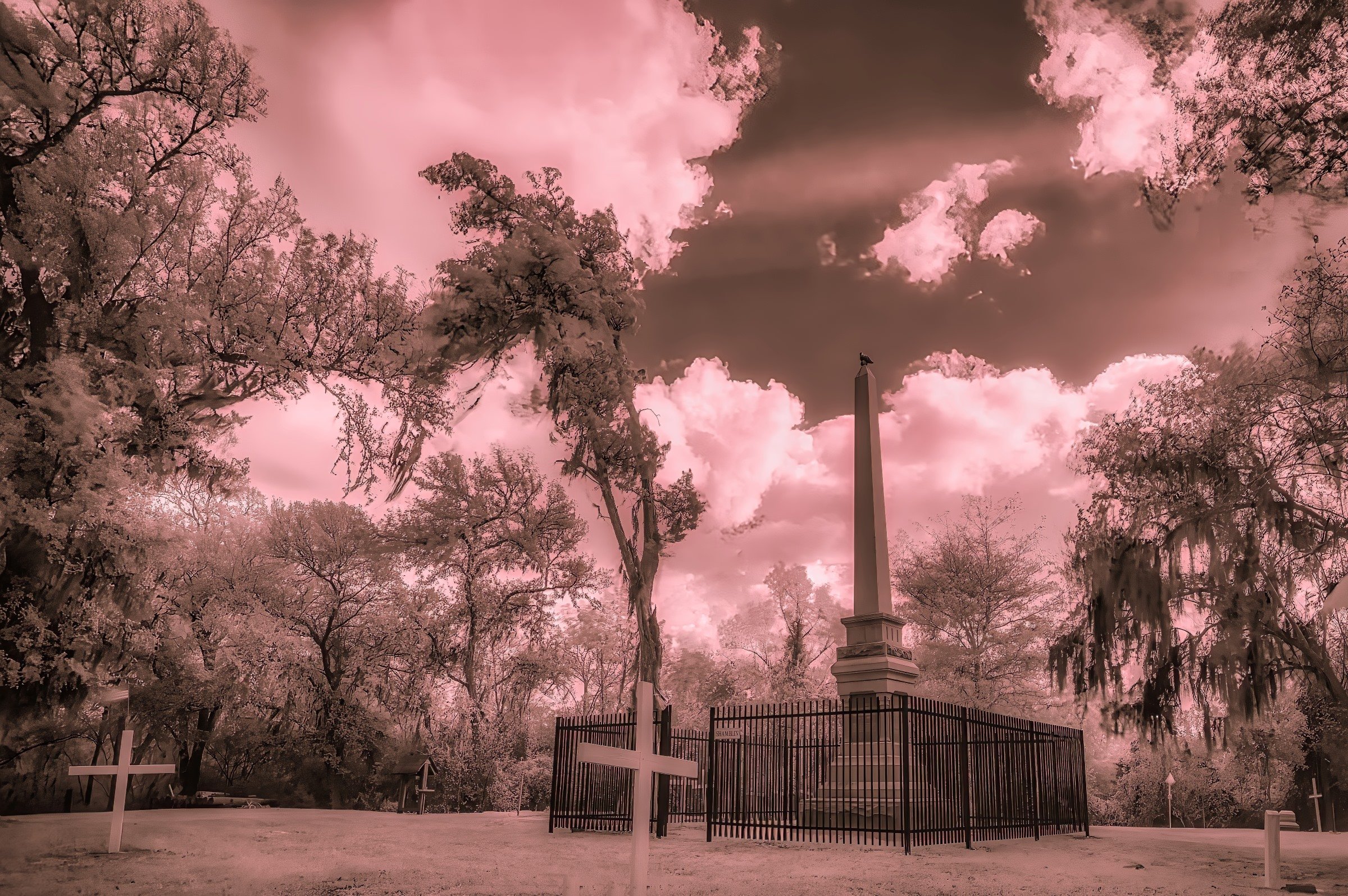L1002787IR1-DeNoiseAI-raw-SAI-Focus-Edit (1).jpg