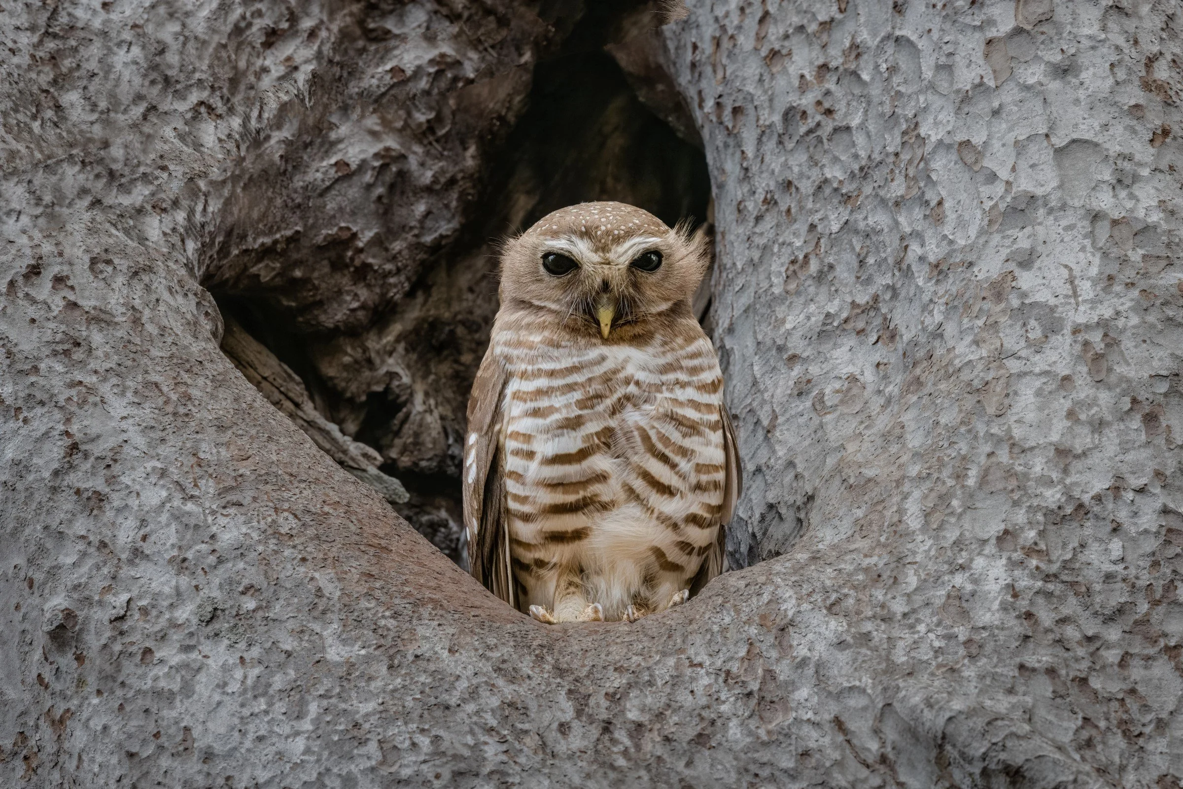 White-browed Owl