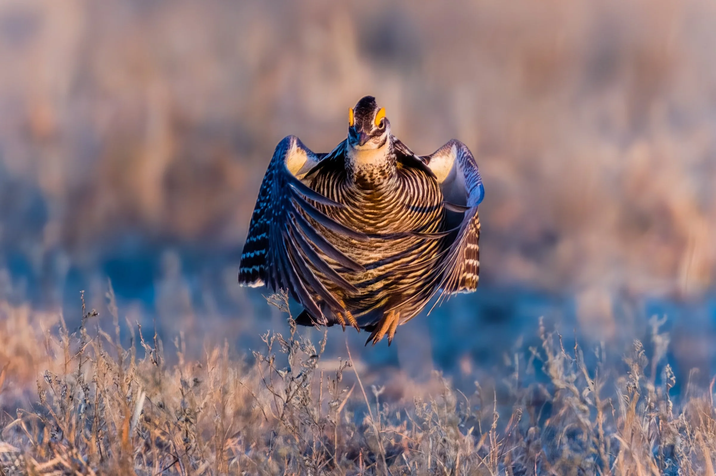 Lesser Prairie Chicken