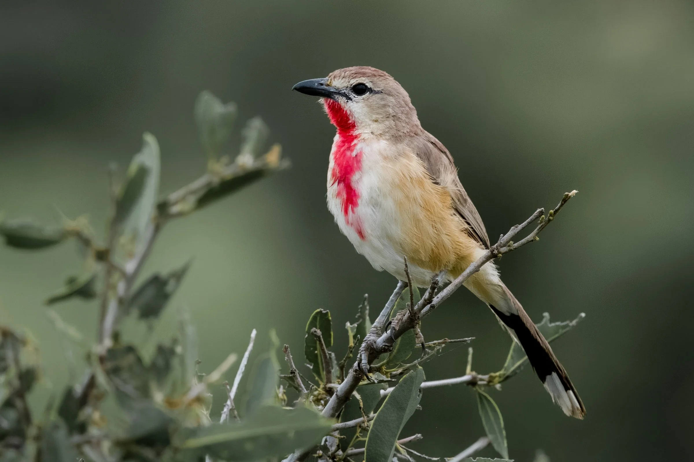Rosy-patched Bushshrike