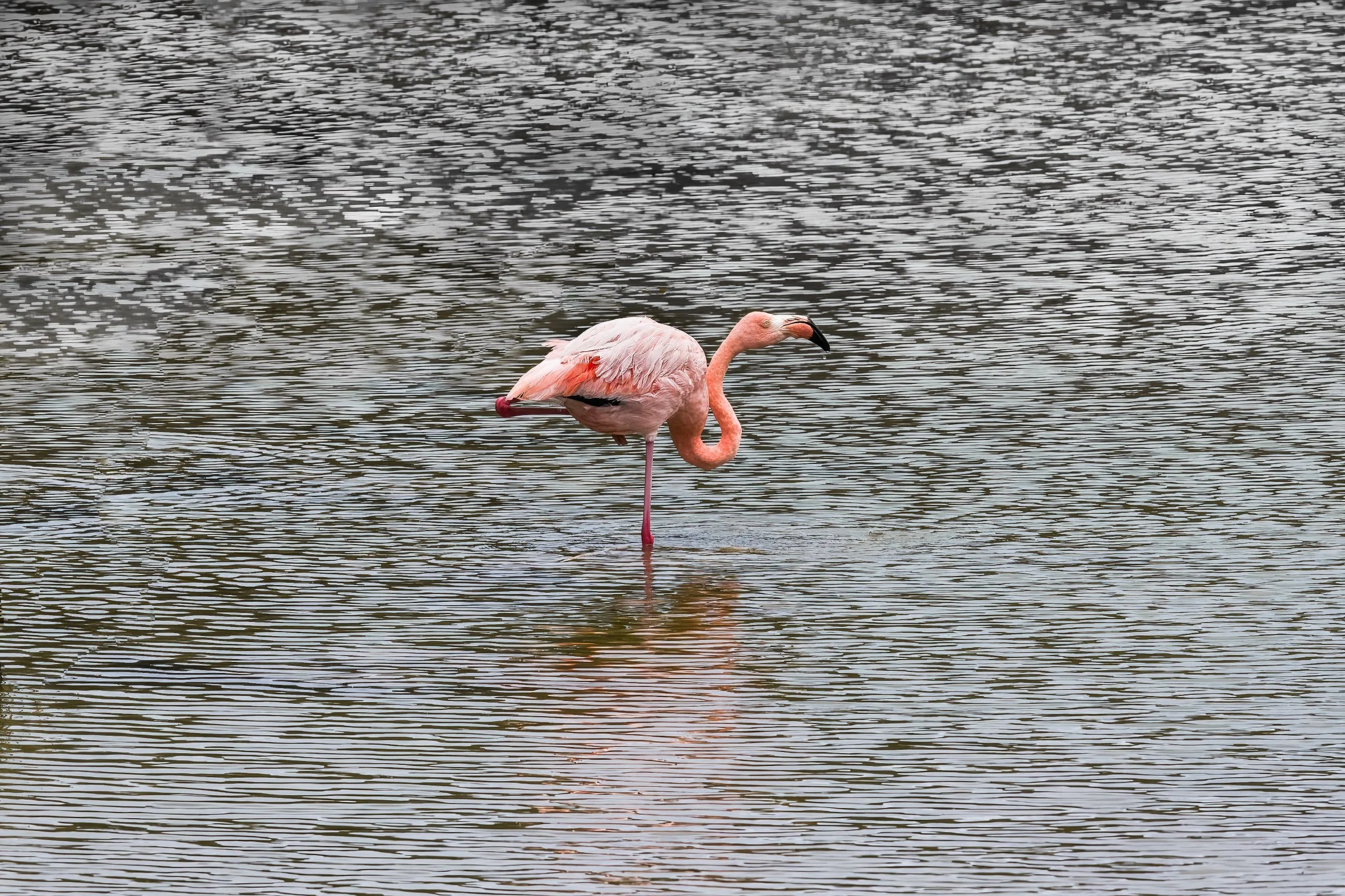 American Flamingo