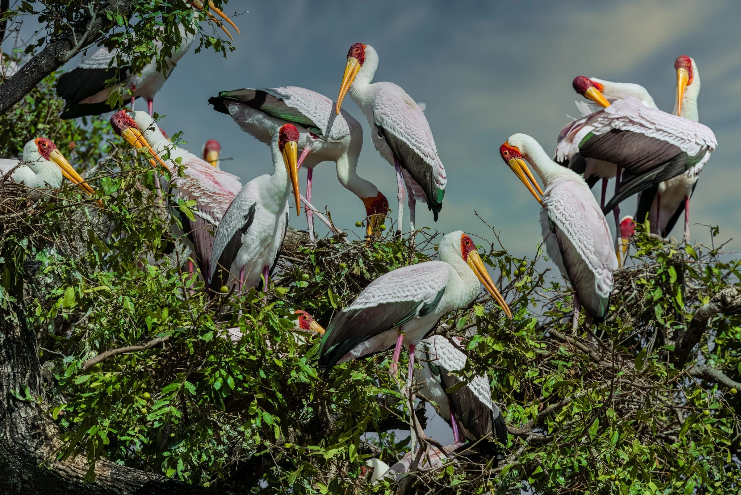 _8109217-DeNoiseAI-raw-Edit.jpg