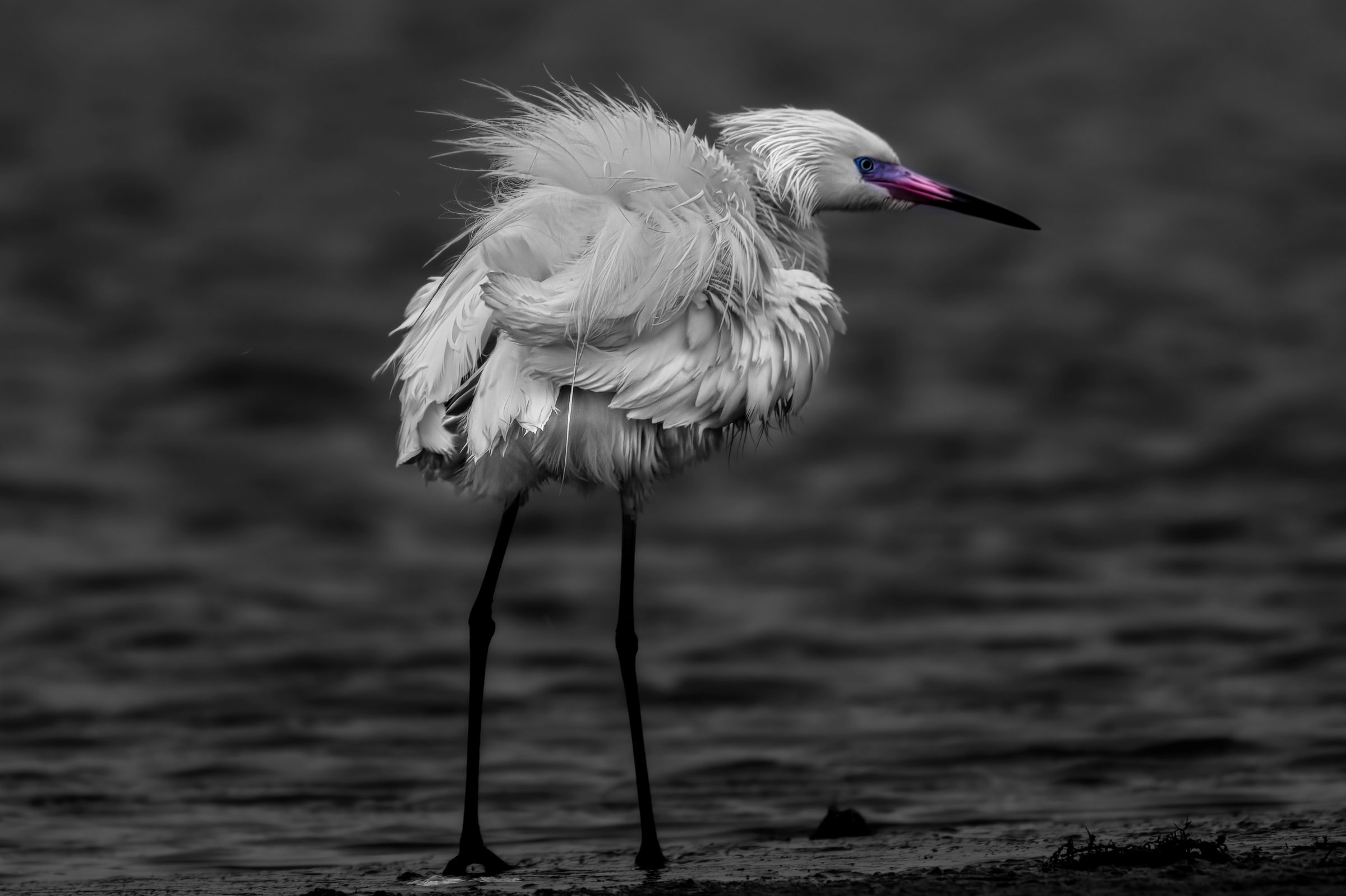 Reddish Egret - Galveston 2021