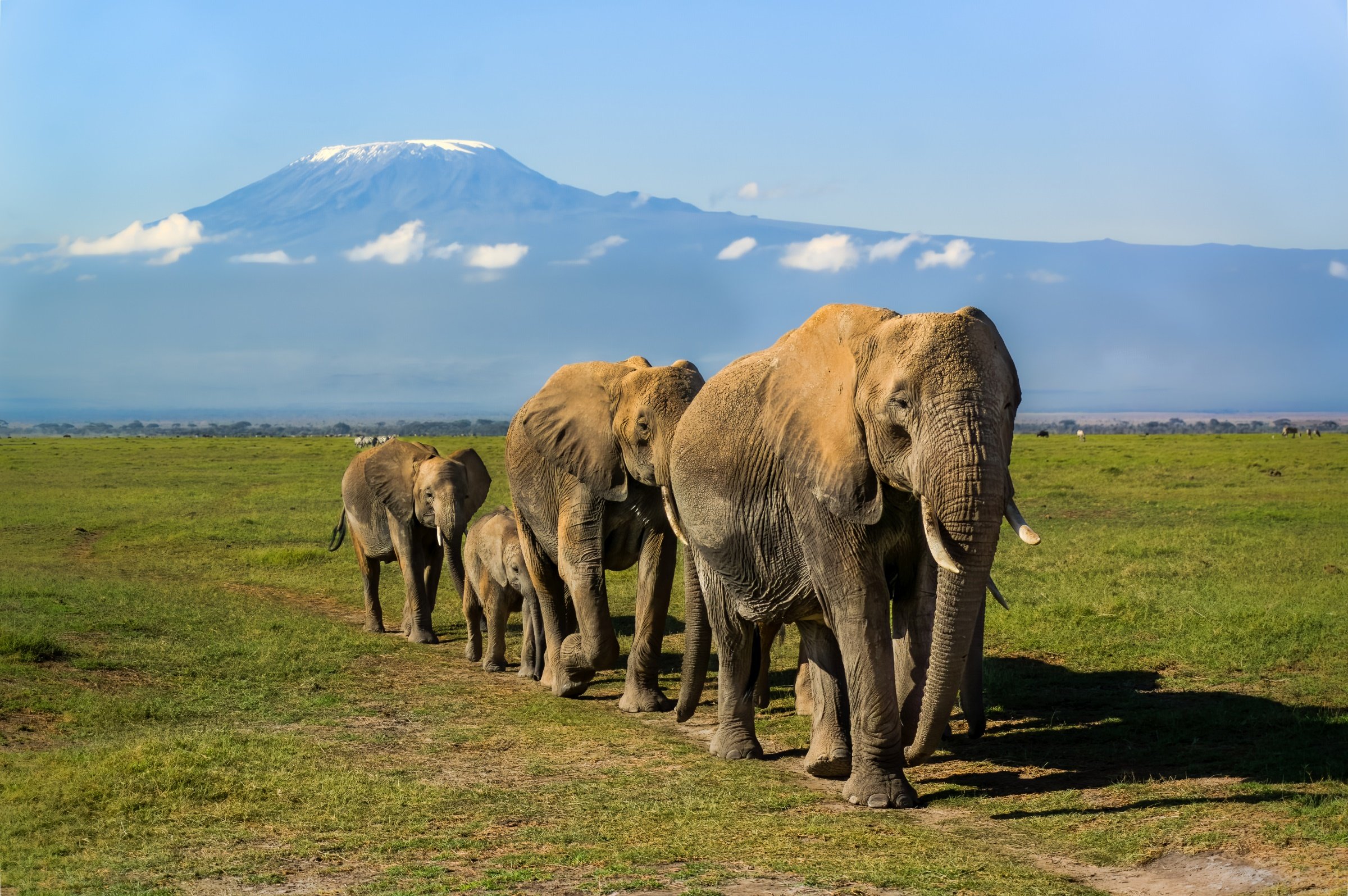 Elephants with Mount Kilimanjaro in the Background