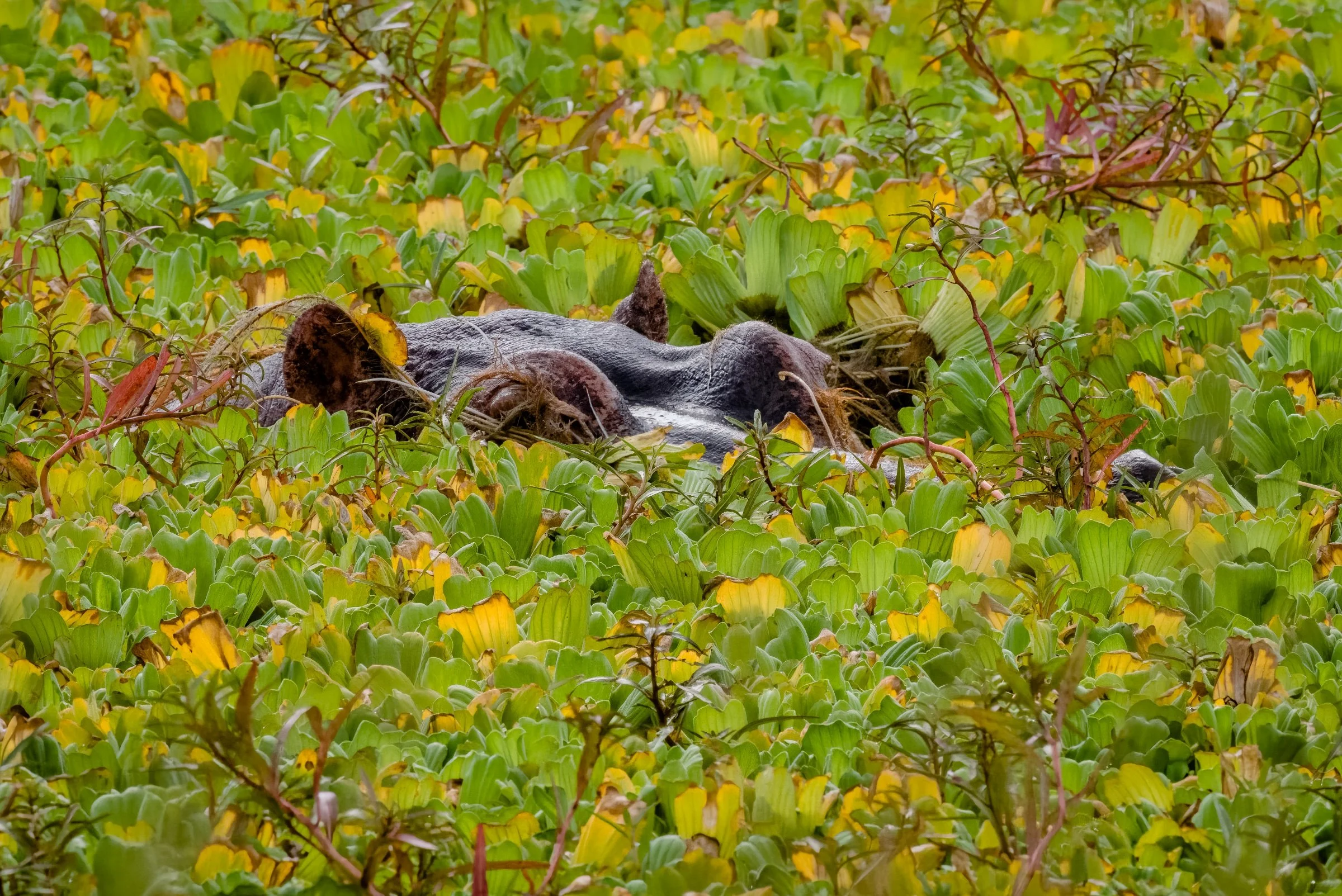 _8106835-DeNoiseAI-raw-Edit.jpg