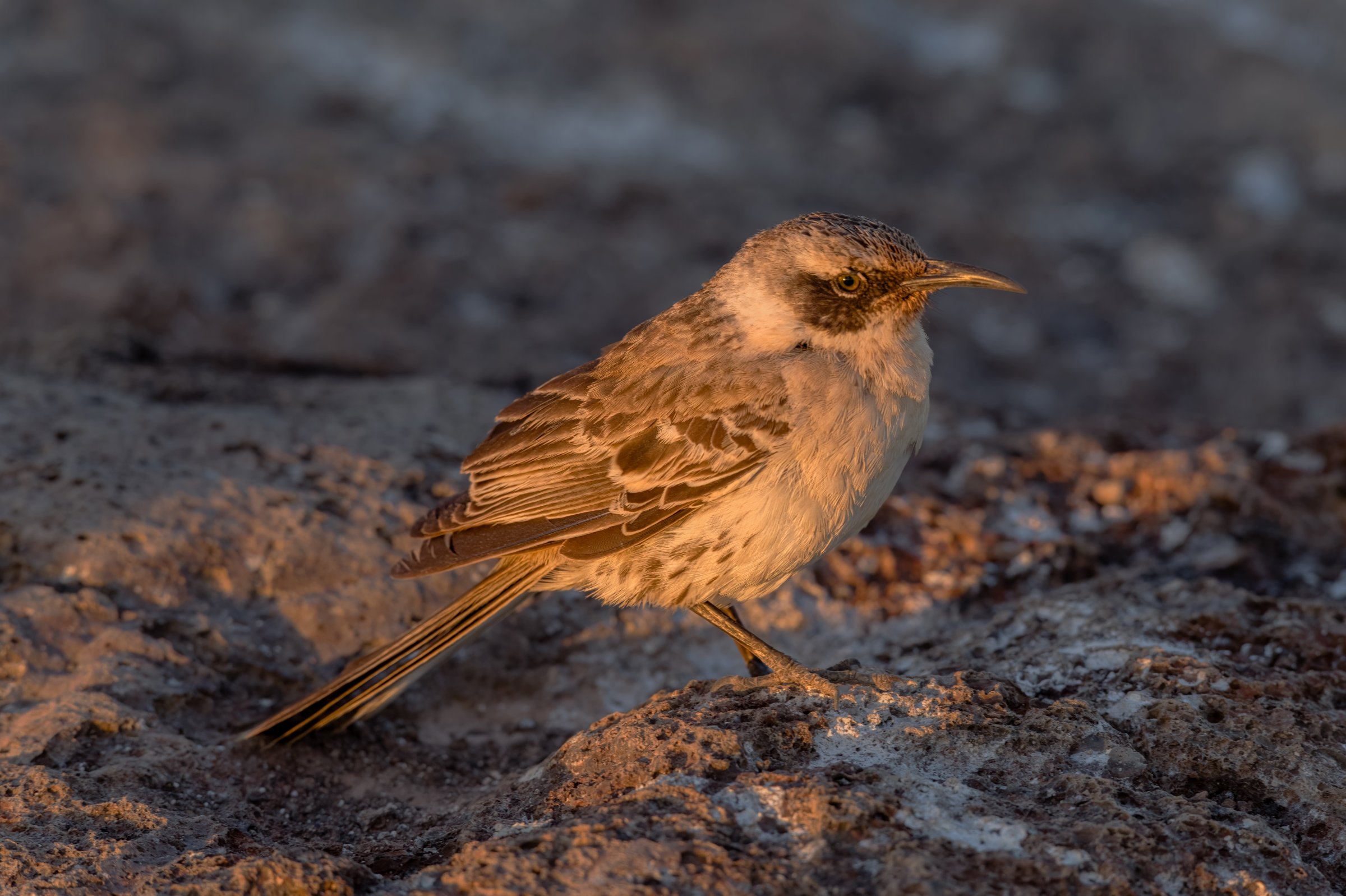 San Cristobal Mockingbird 11/29/2017