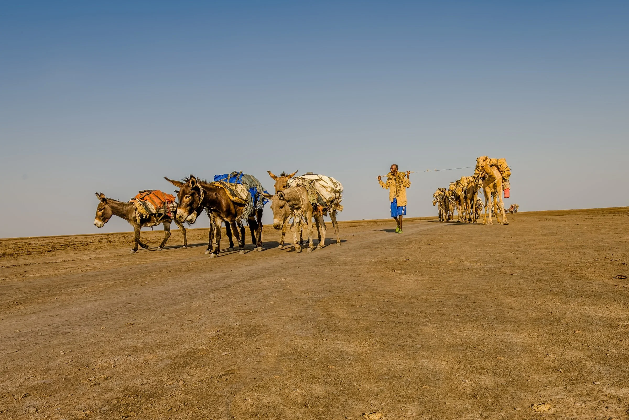Camel Caravans to Transport Salt Slabs to Market