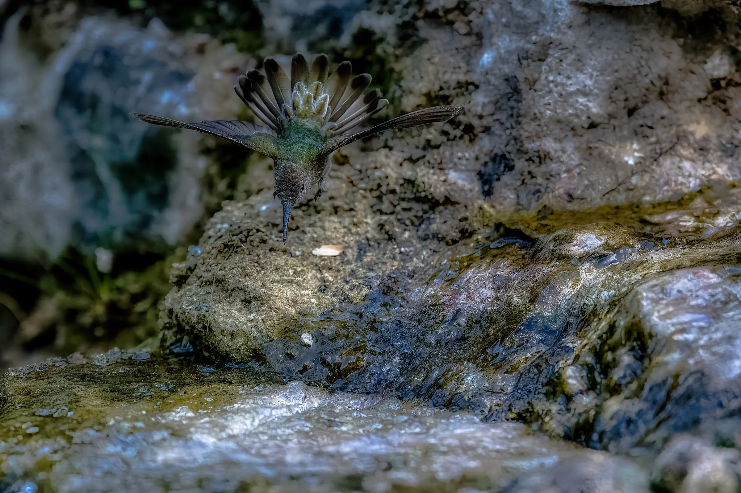 _8509480-DeNoiseAI-raw-SAI-Softness-Edit (1).jpg