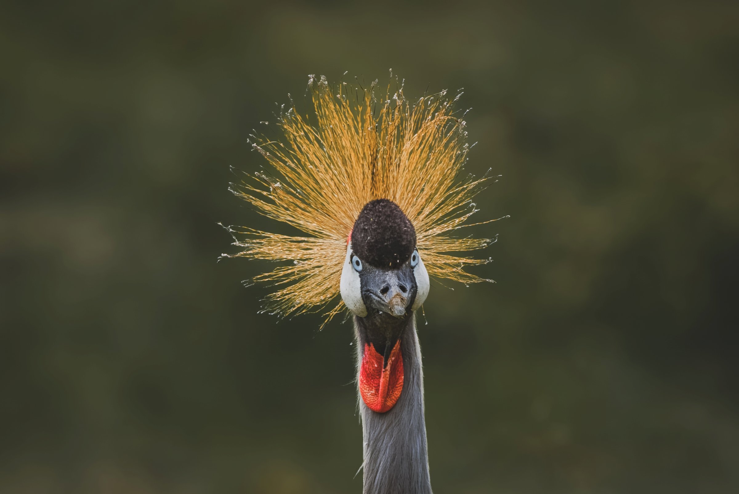 Grey Crowned Crane
